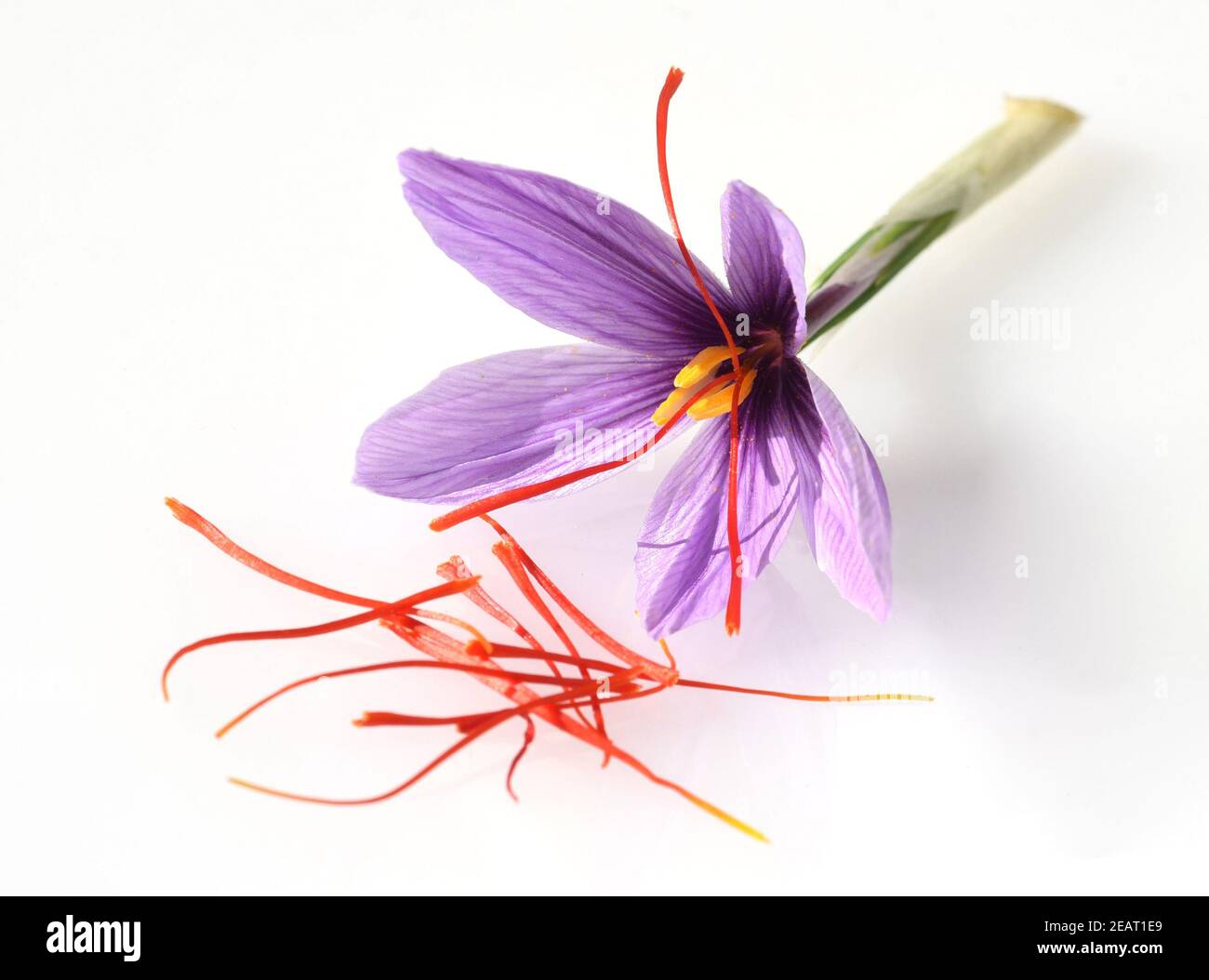 Safran, Crocus sativus, Heilpflanze Foto Stock