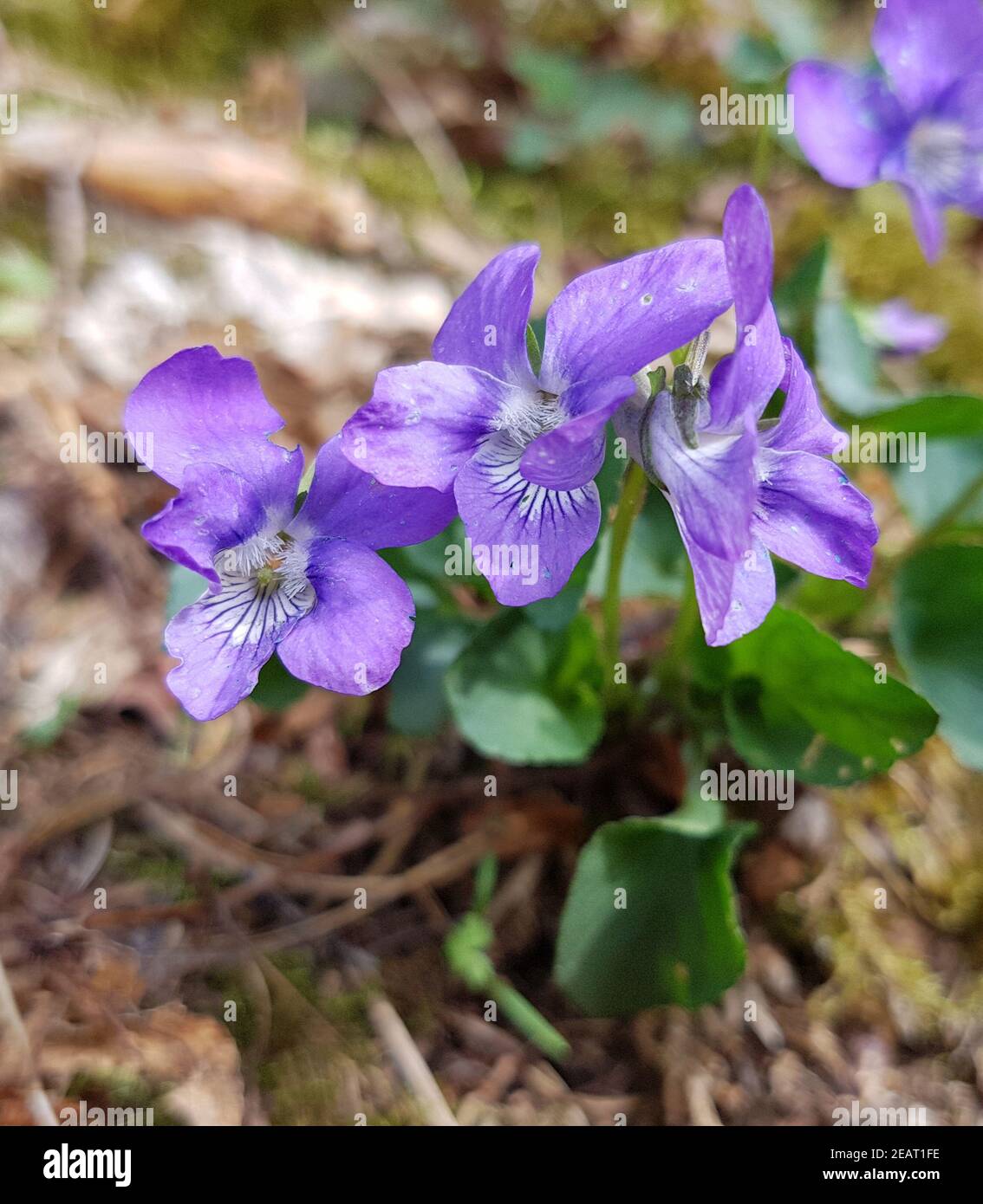 Veilchen, Viola odorata Foto Stock