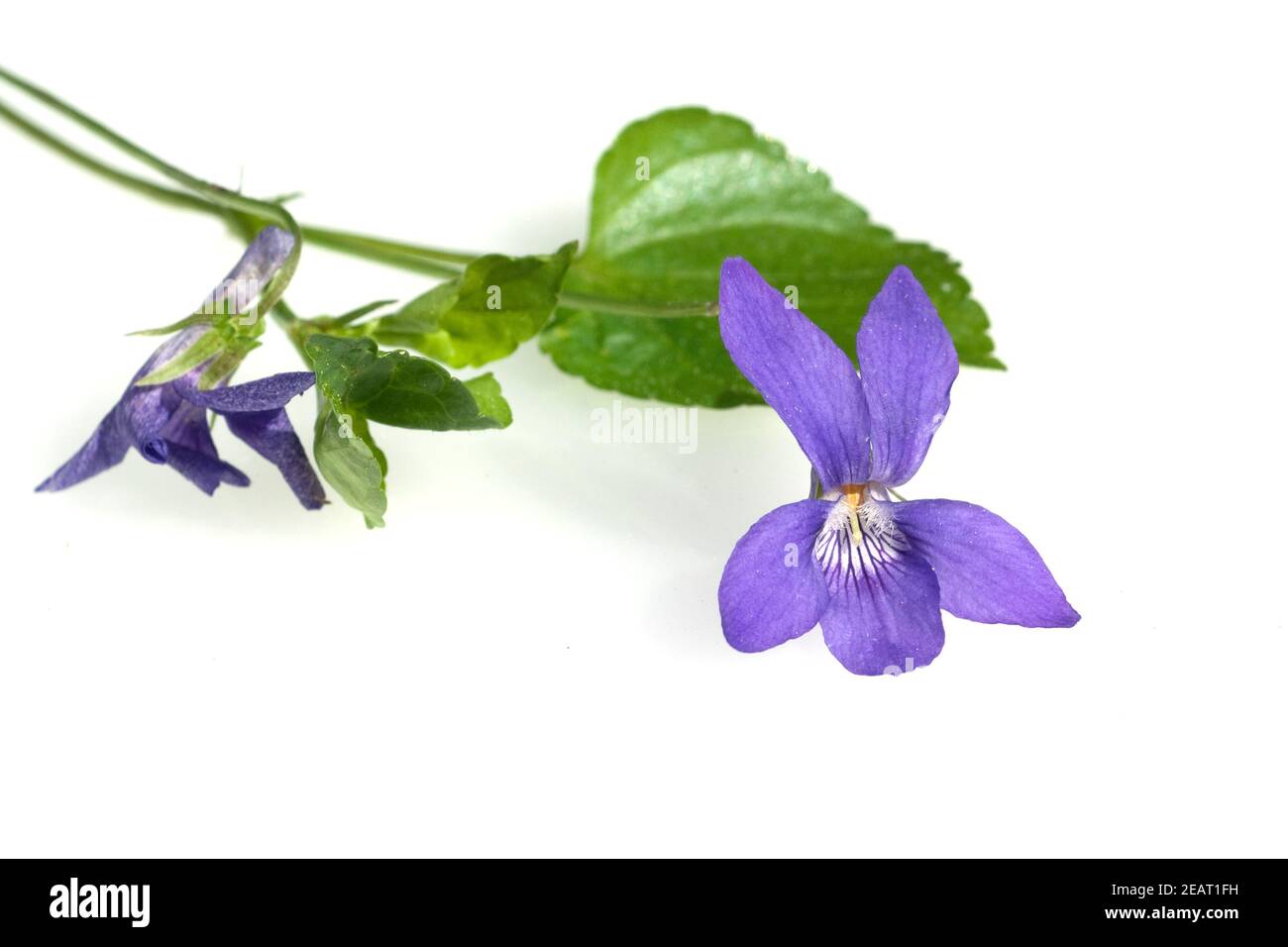 Duftveilchen Viola, odorata Foto Stock