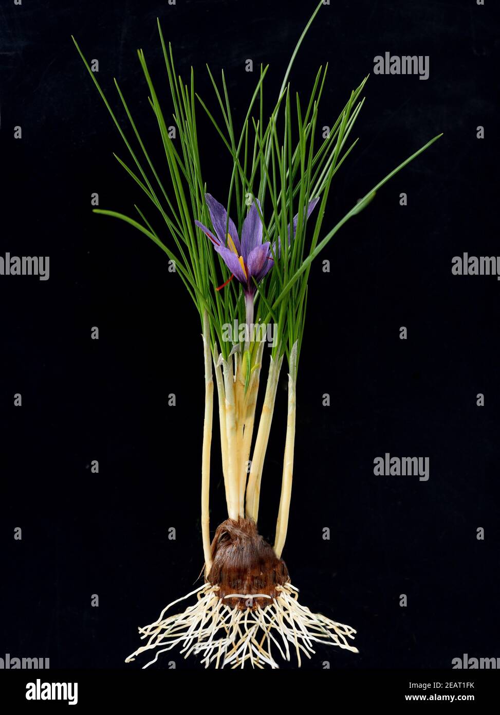 Safran, Crocus sativus, Heilpflanze Foto Stock