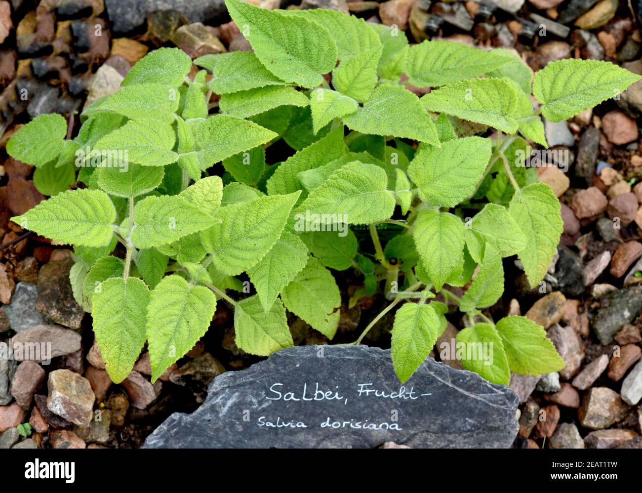 Salbei, Frucht-, Salvia Dorisiana Foto Stock