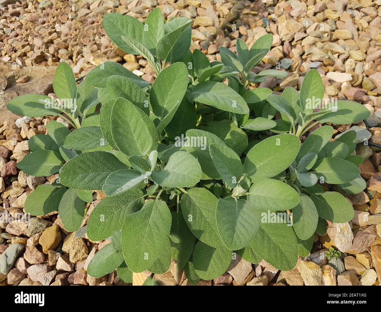 Salbei, Salvia officinalis, breitblaettrig, Culinaria, Kraeuter, Heilpflanze Foto Stock