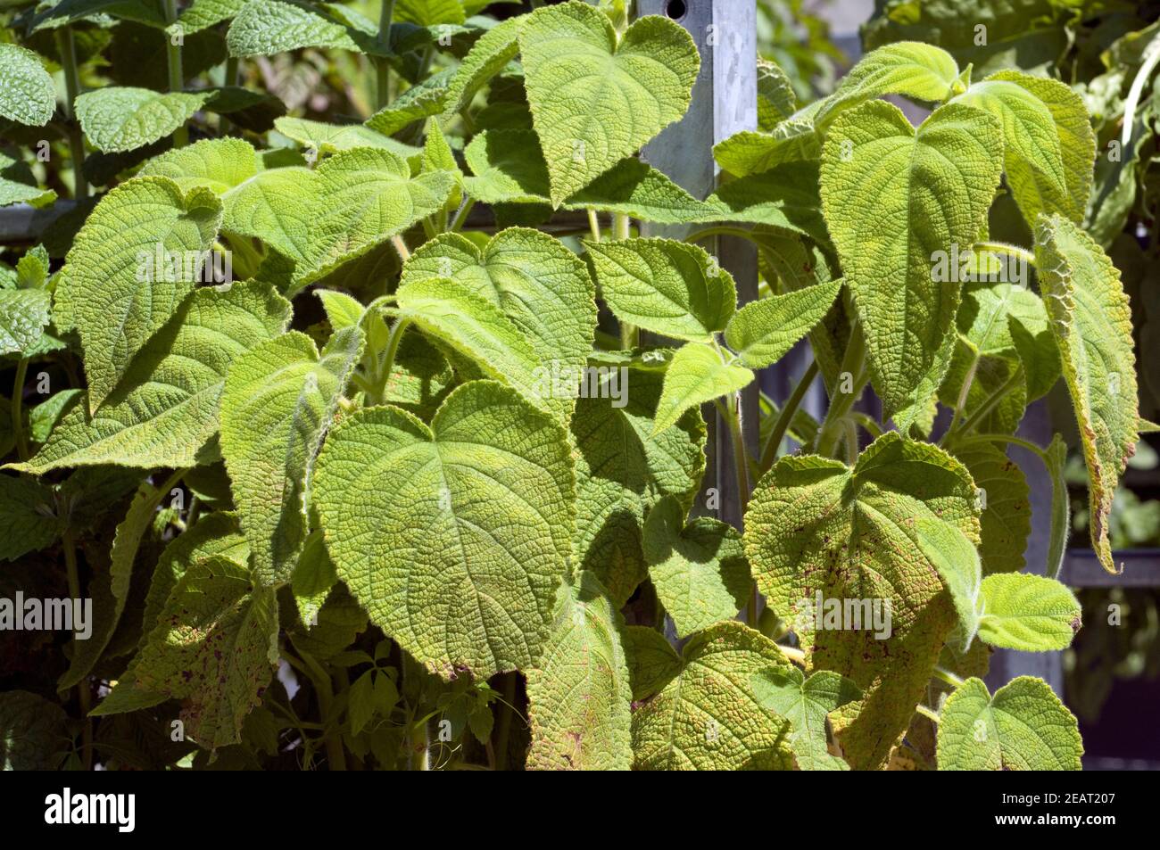 Mandarinensalbei; Salvia, elegans; Foto Stock