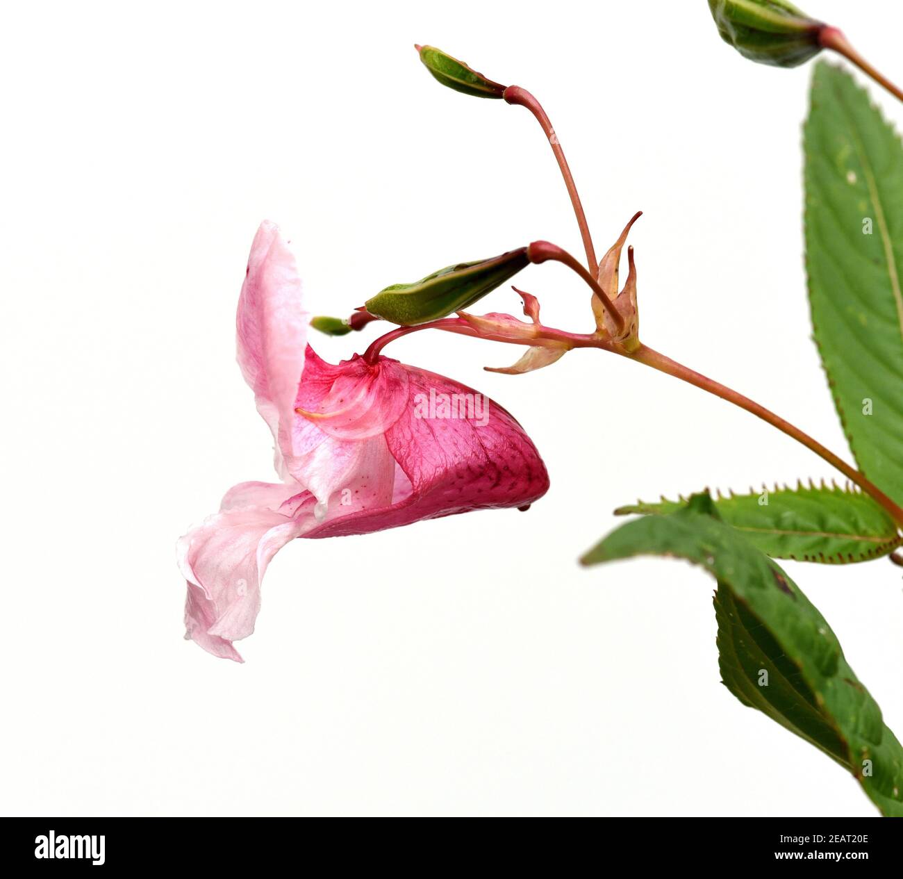 Druesiges Springkraut, Impatiens, glandulifera Foto Stock