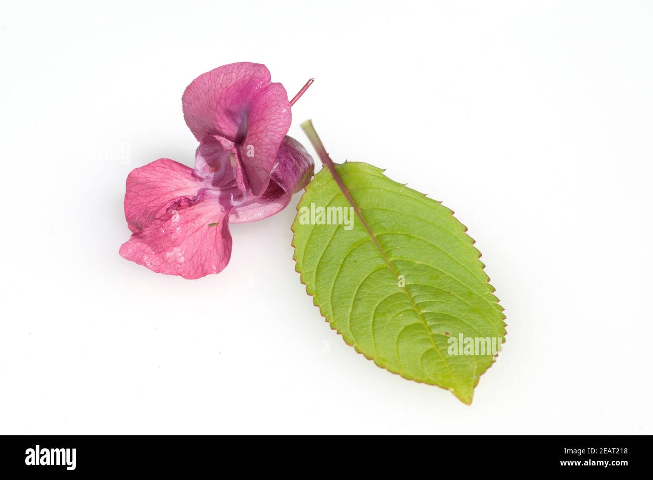 Druesiges Springkraut; Impatiens glandulifera,; Holly; Bachbluetentherapie; Foto Stock