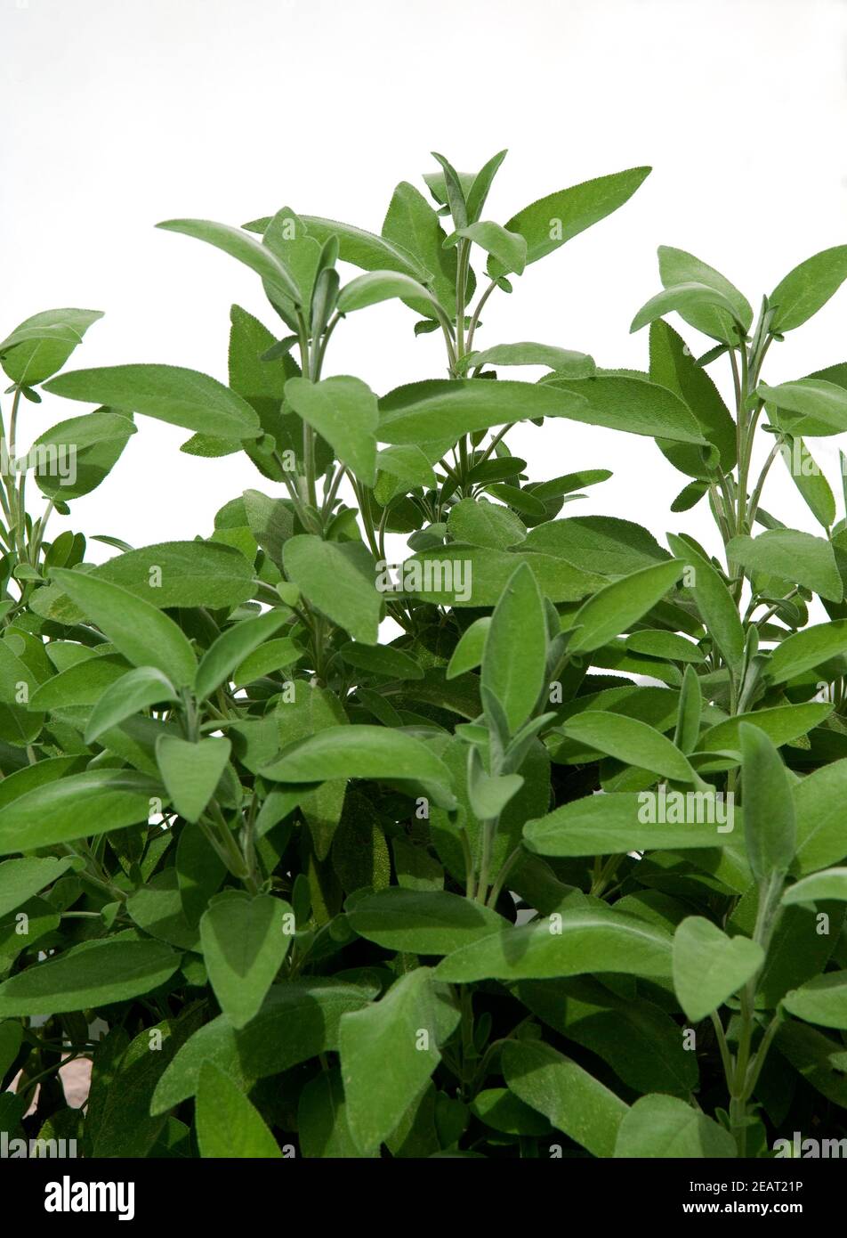 Salbei, Salvia officinalis Foto Stock