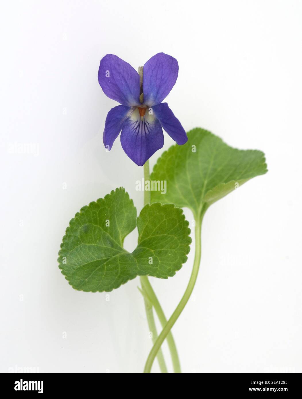 Duftveilchen, Viola odorata Foto Stock