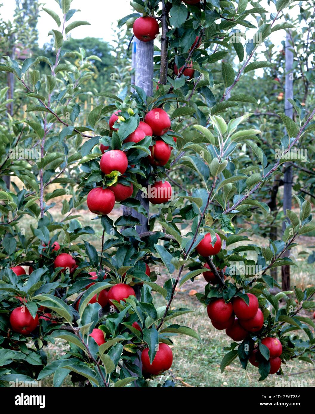 Jonagold, Apfel Foto Stock