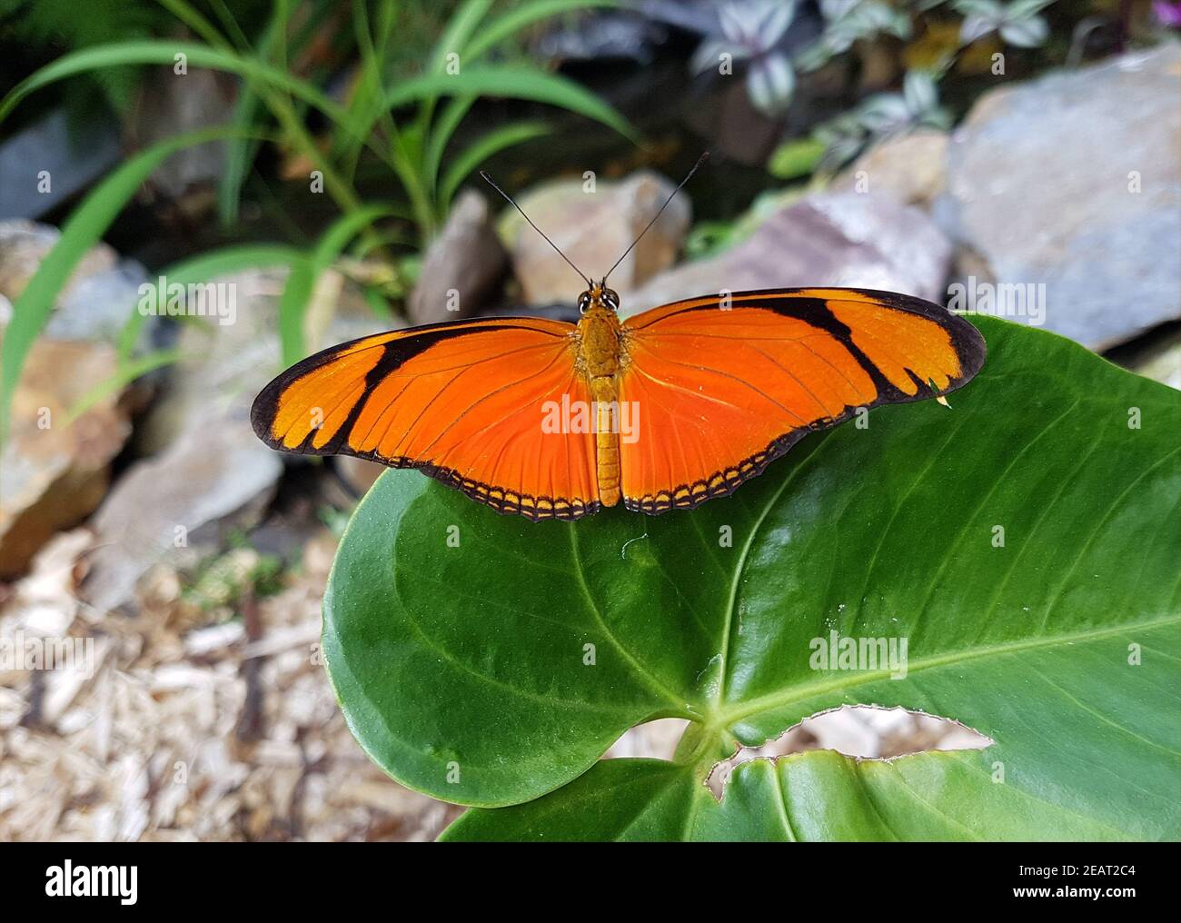 Fackel, Schmetterling Dryas julia Foto Stock