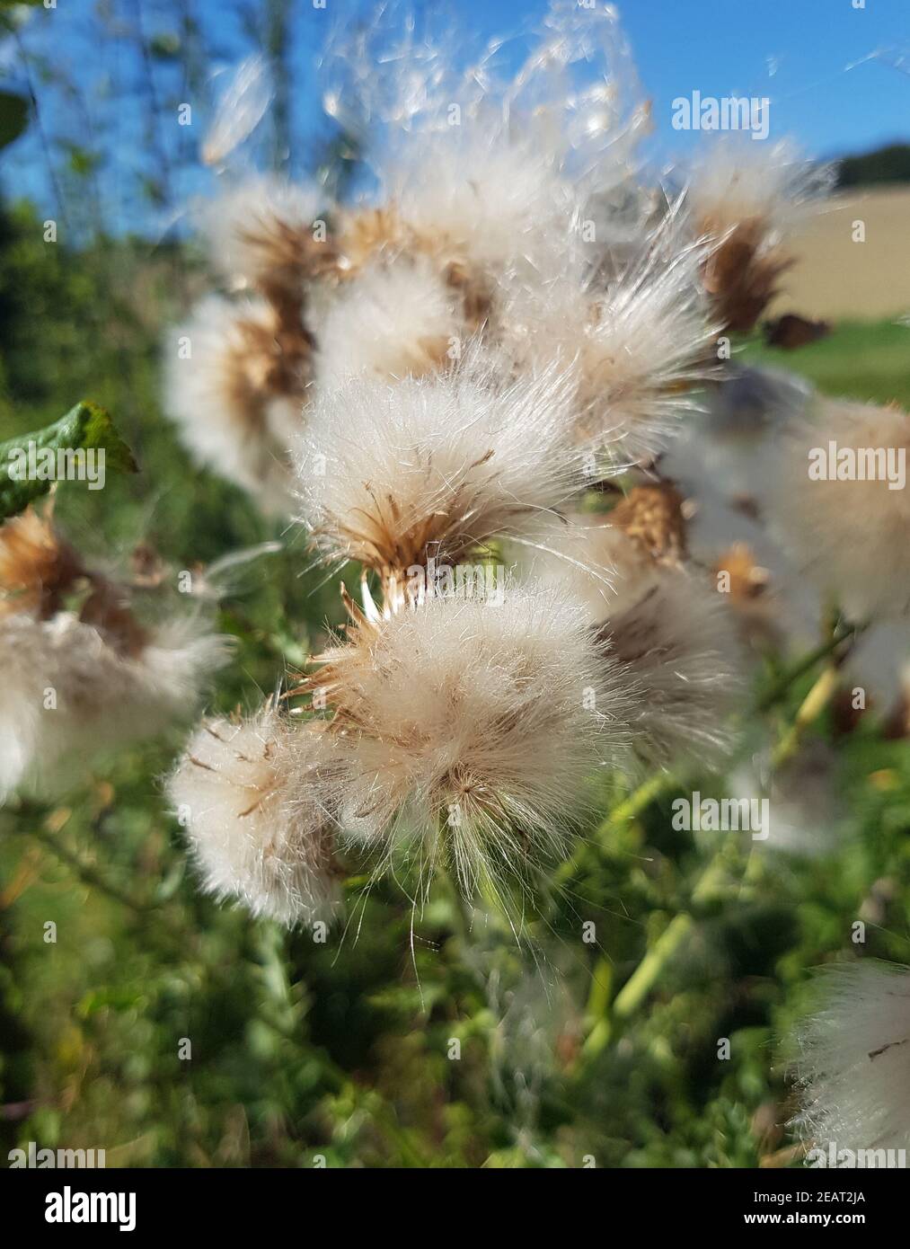 Acker-Kratzdistel Kamenstand, Arvense cirsium Foto Stock