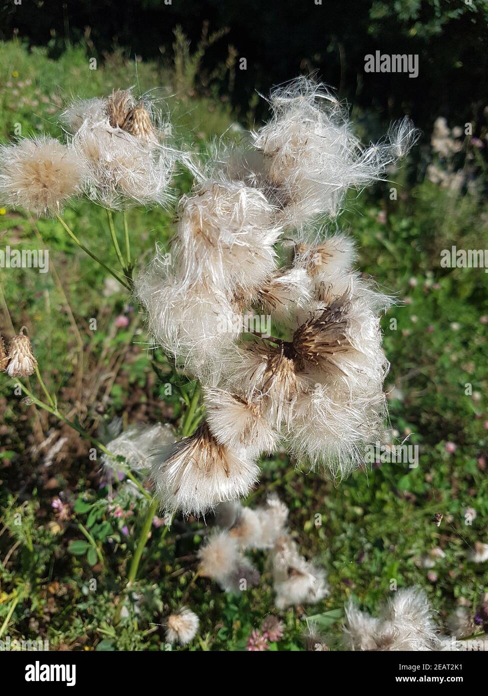 Acker-Kratzdistel Kamenstand, Arvense cirsium Foto Stock