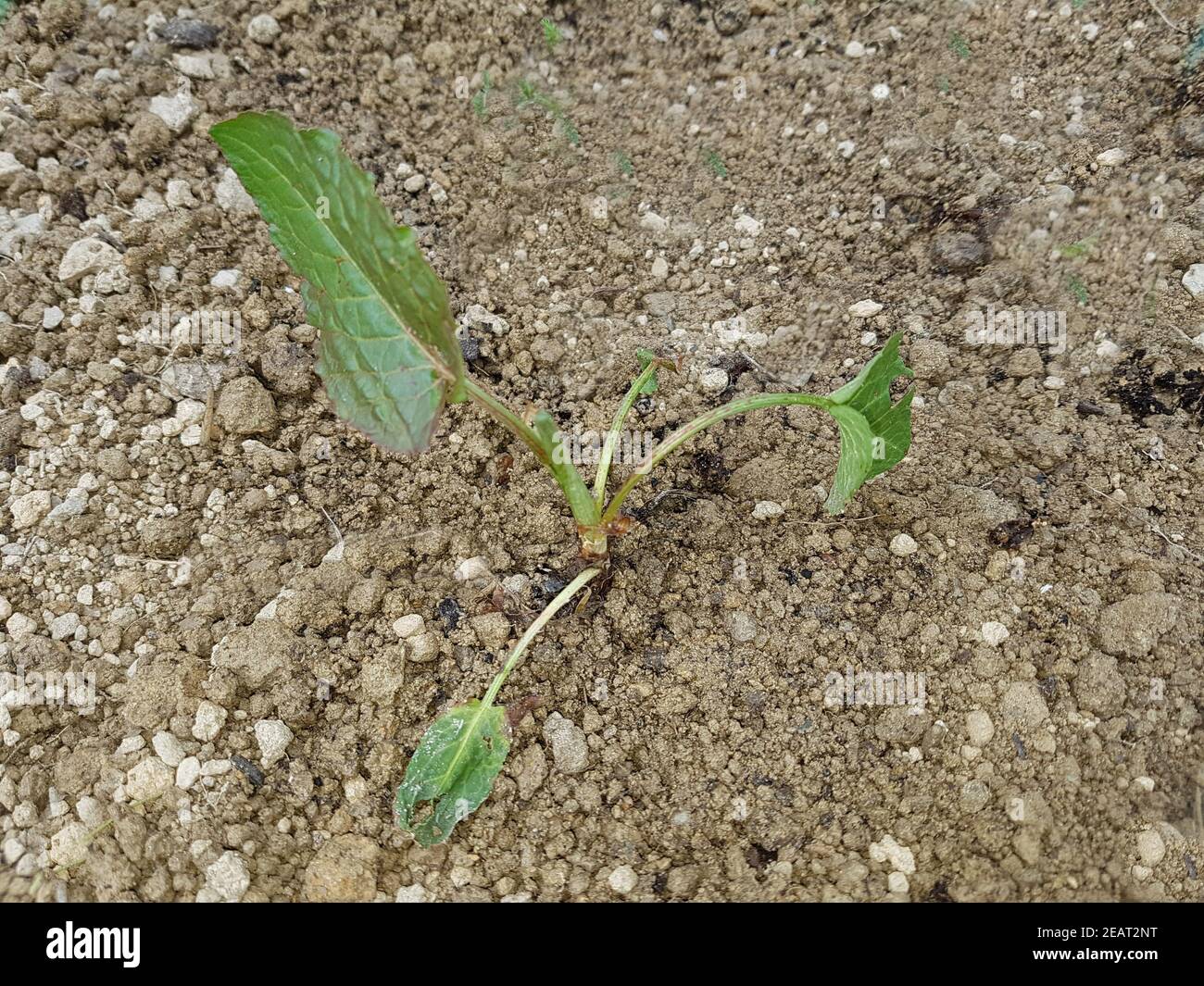 Krauser Ampher, Rumex Crispus Sproessling Foto Stock