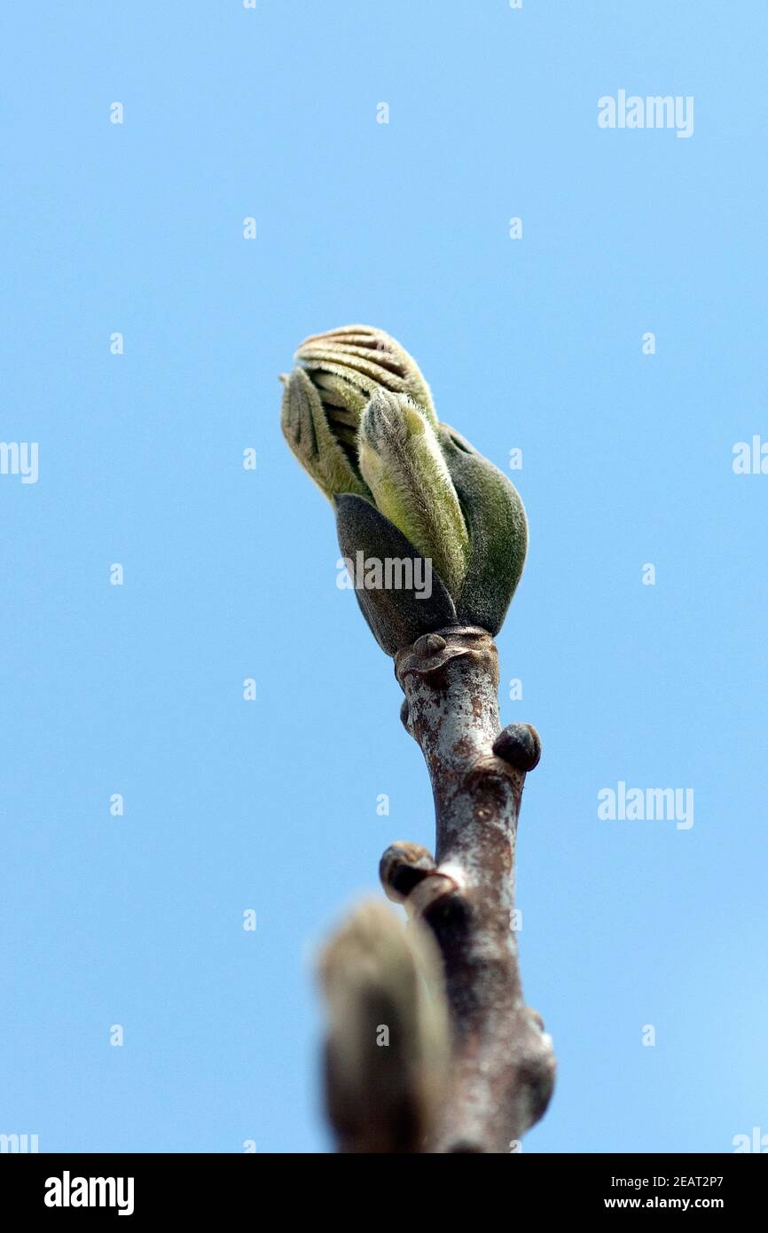 Esskastanie, Knospe Foto Stock