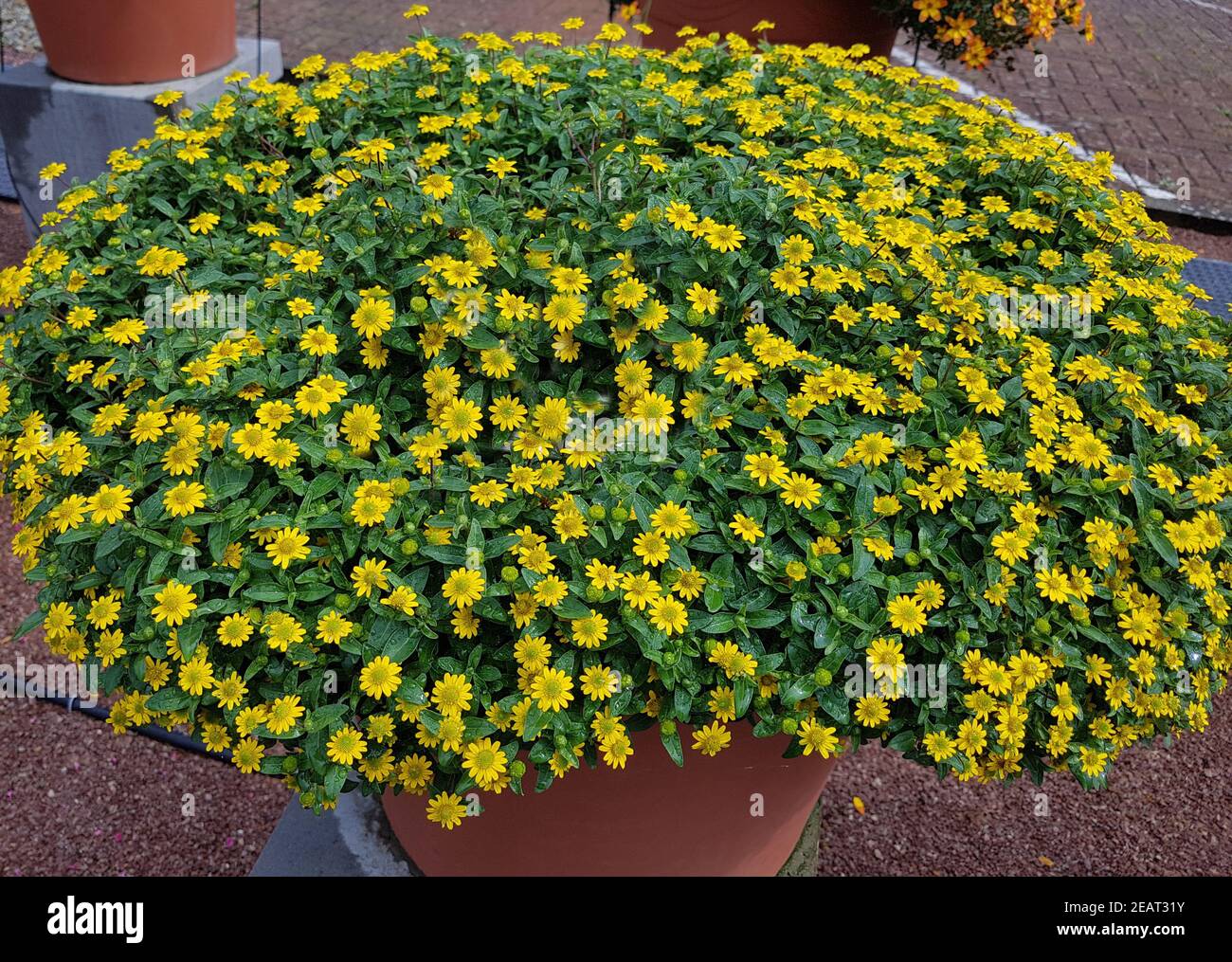 Husarenknopf, Sanvitalia procumbens, Sunvy Top Gold Foto Stock