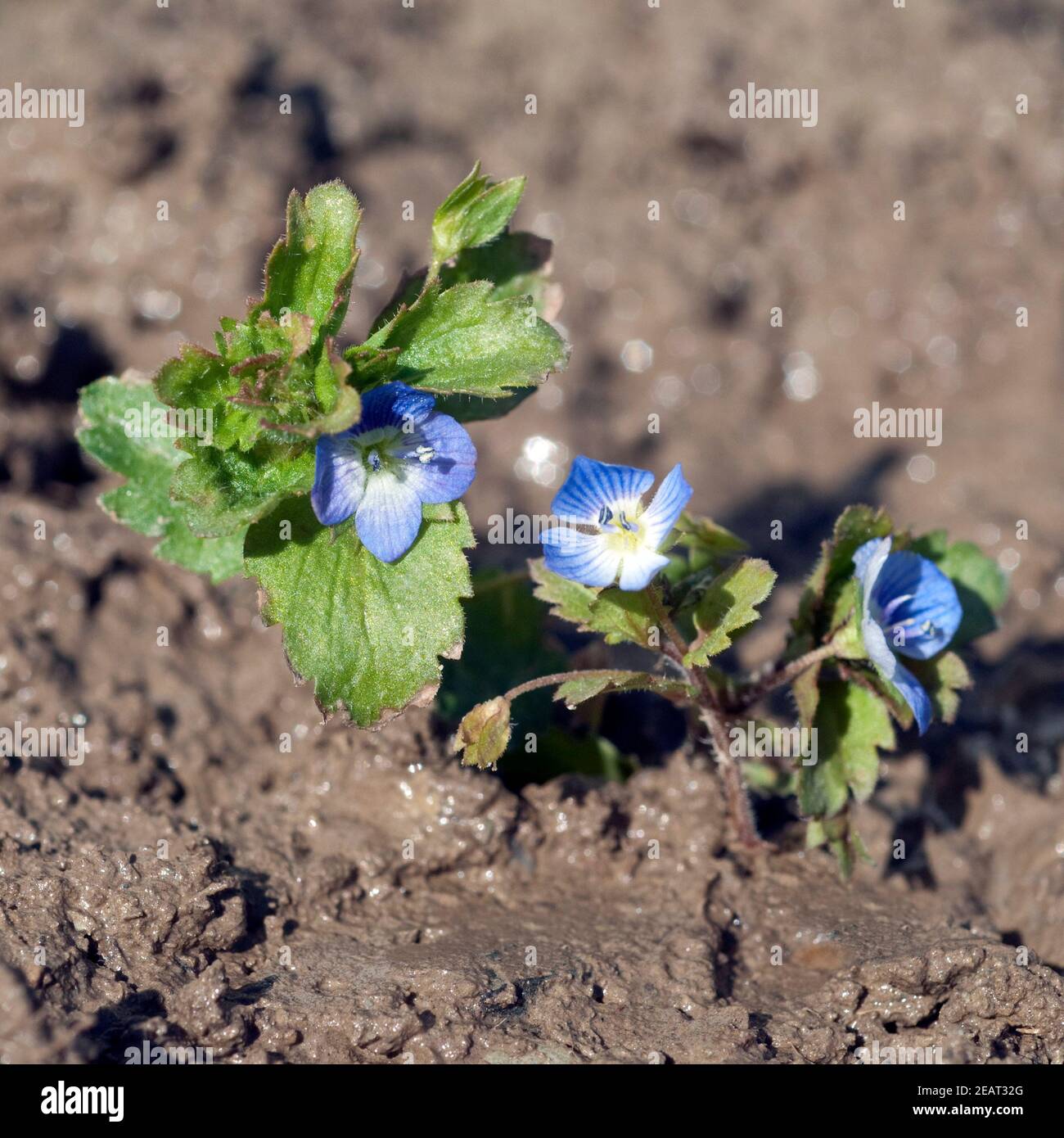 Persischer Ehrenpreis, Veronica persica Foto Stock