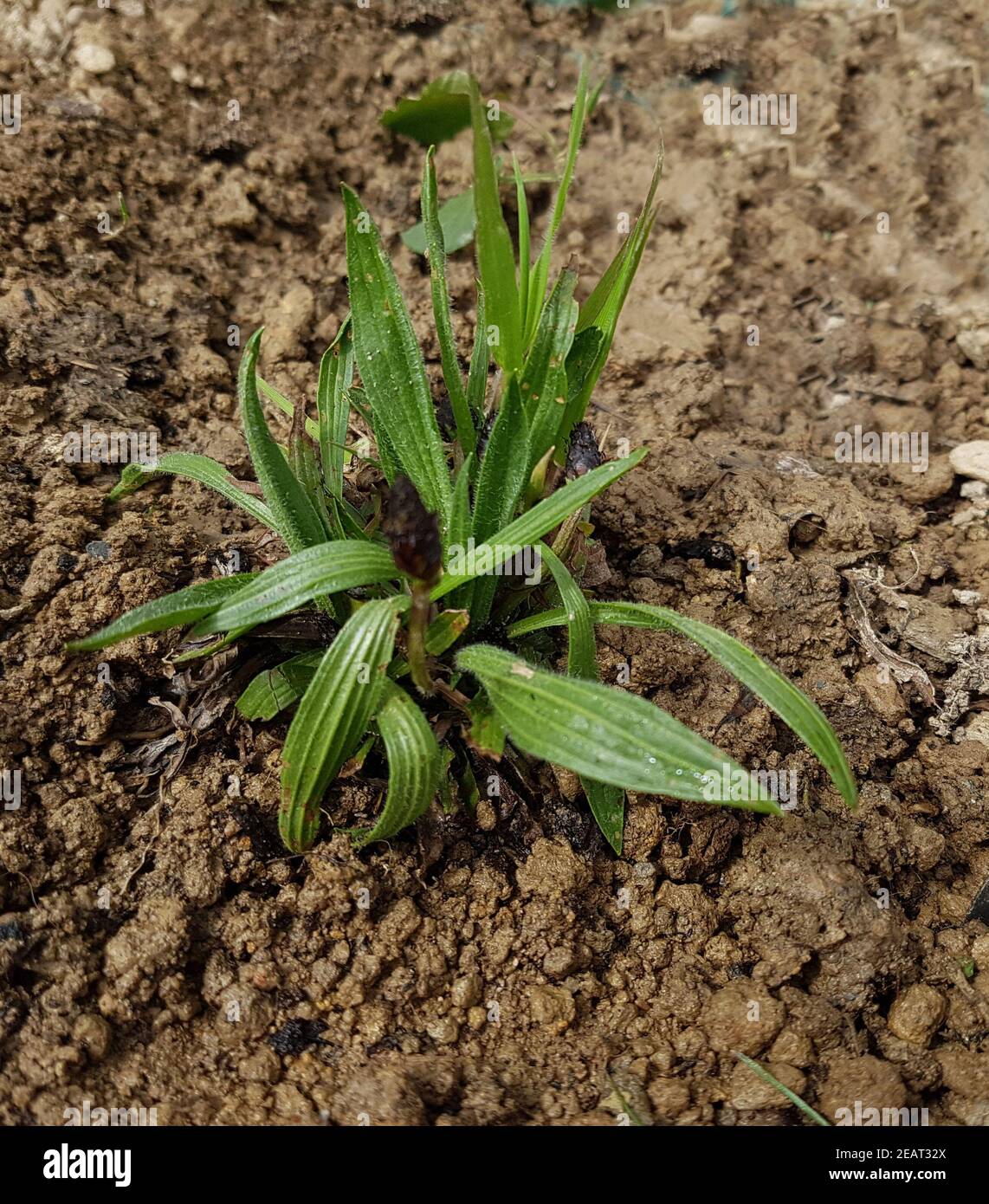 Jungpflanze, Spitzwegerich, Plantago Lanceolata Foto Stock