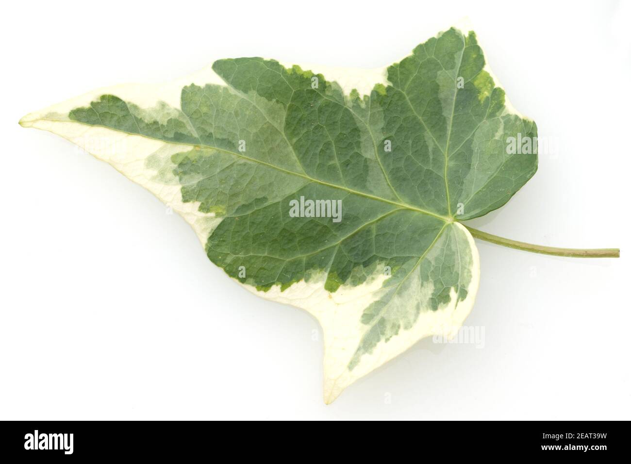 Efeu;, Hedera helix; Blatt; Foto Stock