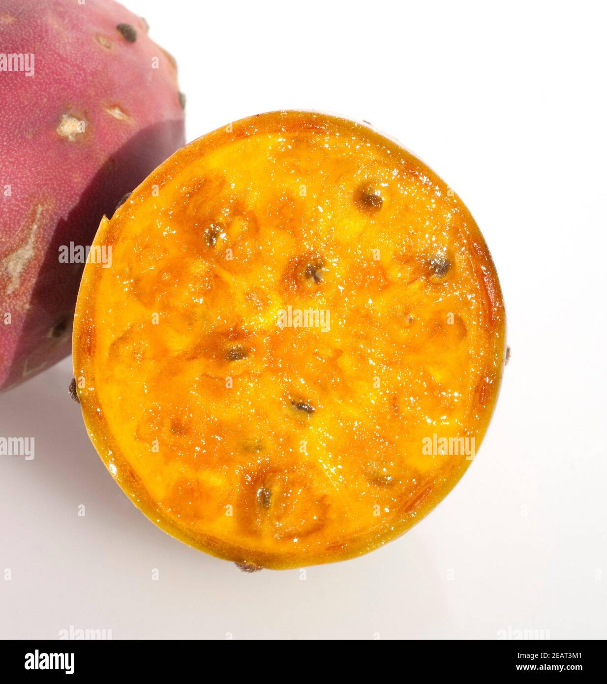 Kaktusfeige, Opuntia ficus indica Foto Stock