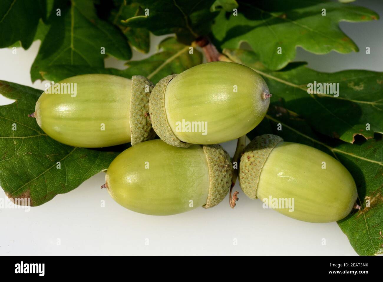 Eicheln, Stieleiche, Quercus robur, Foto Stock