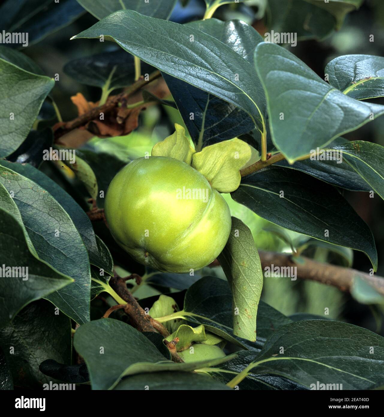 Kakipflaume Foto Stock