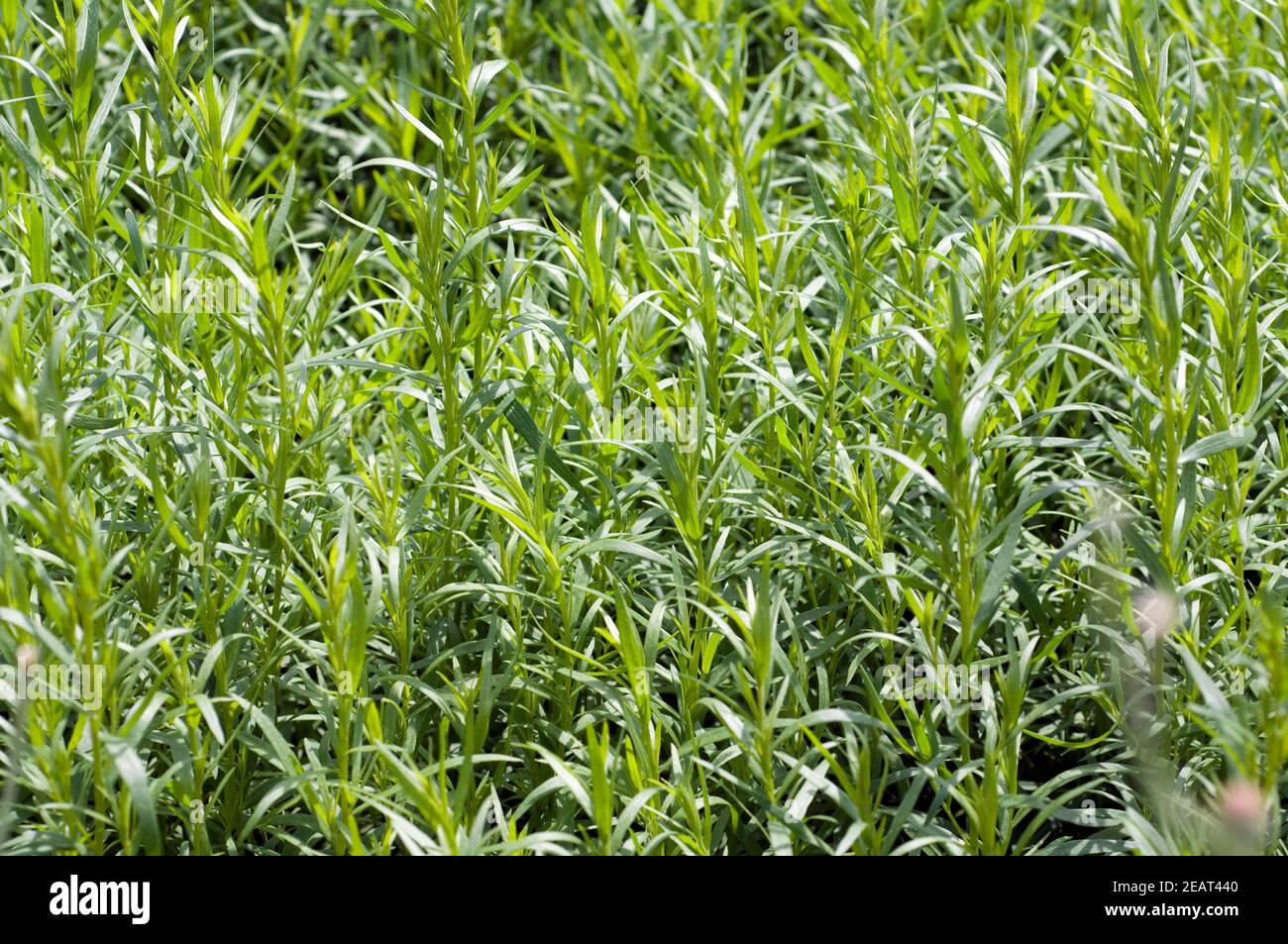 Estragon; Artemisia dracunculus Foto Stock
