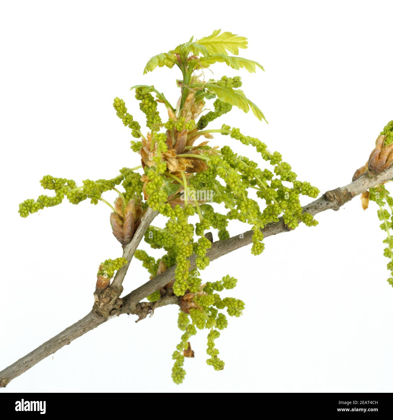 Eichenbluete Quercus Foto Stock