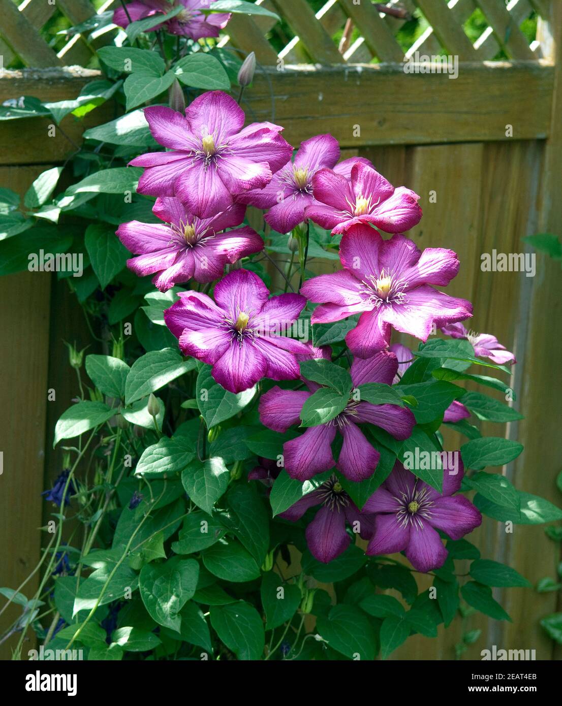 Clematis, Ville de Lyon Foto Stock