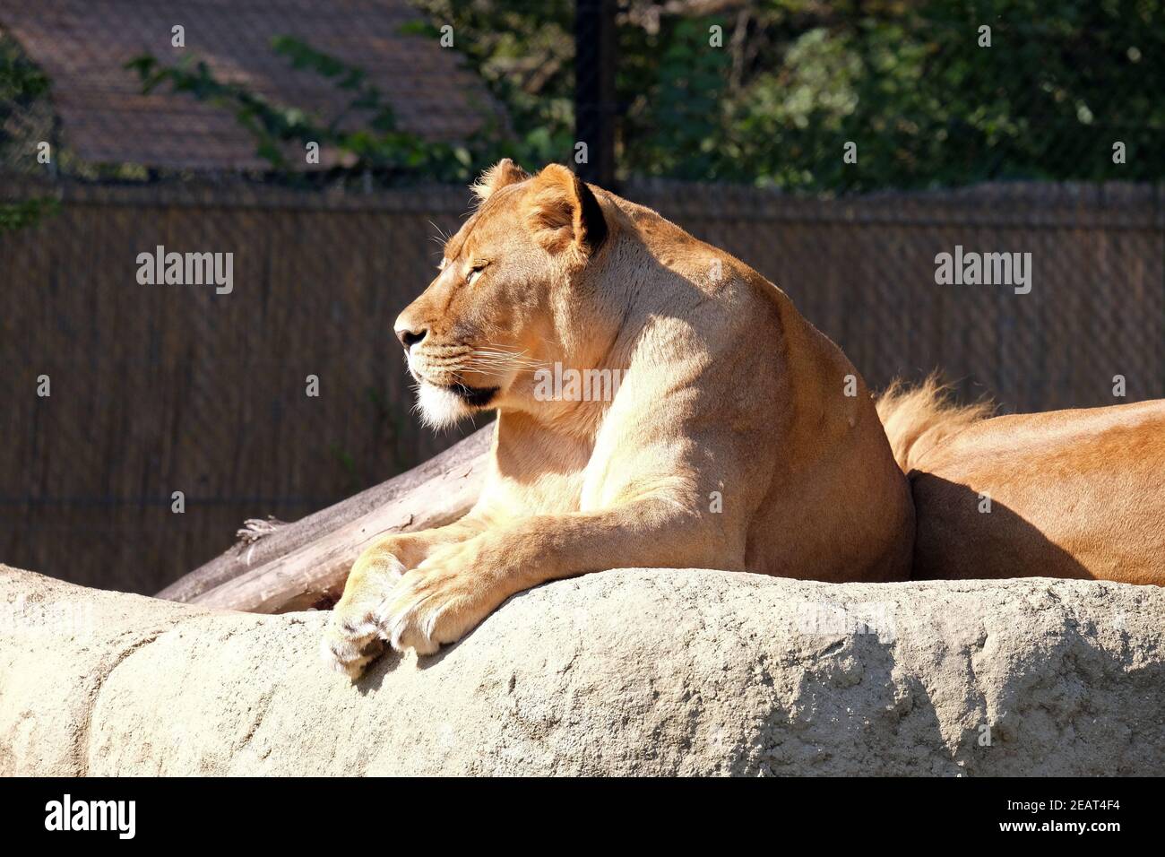 Lion (Panthera leo) Foto Stock