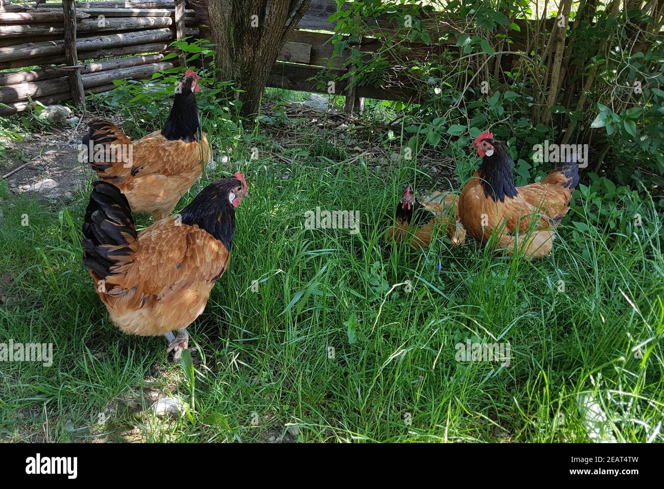 Vorwerkhuehner, gallus domesticus Foto Stock