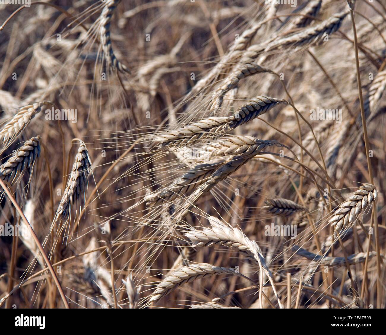 Emmer Foto Stock