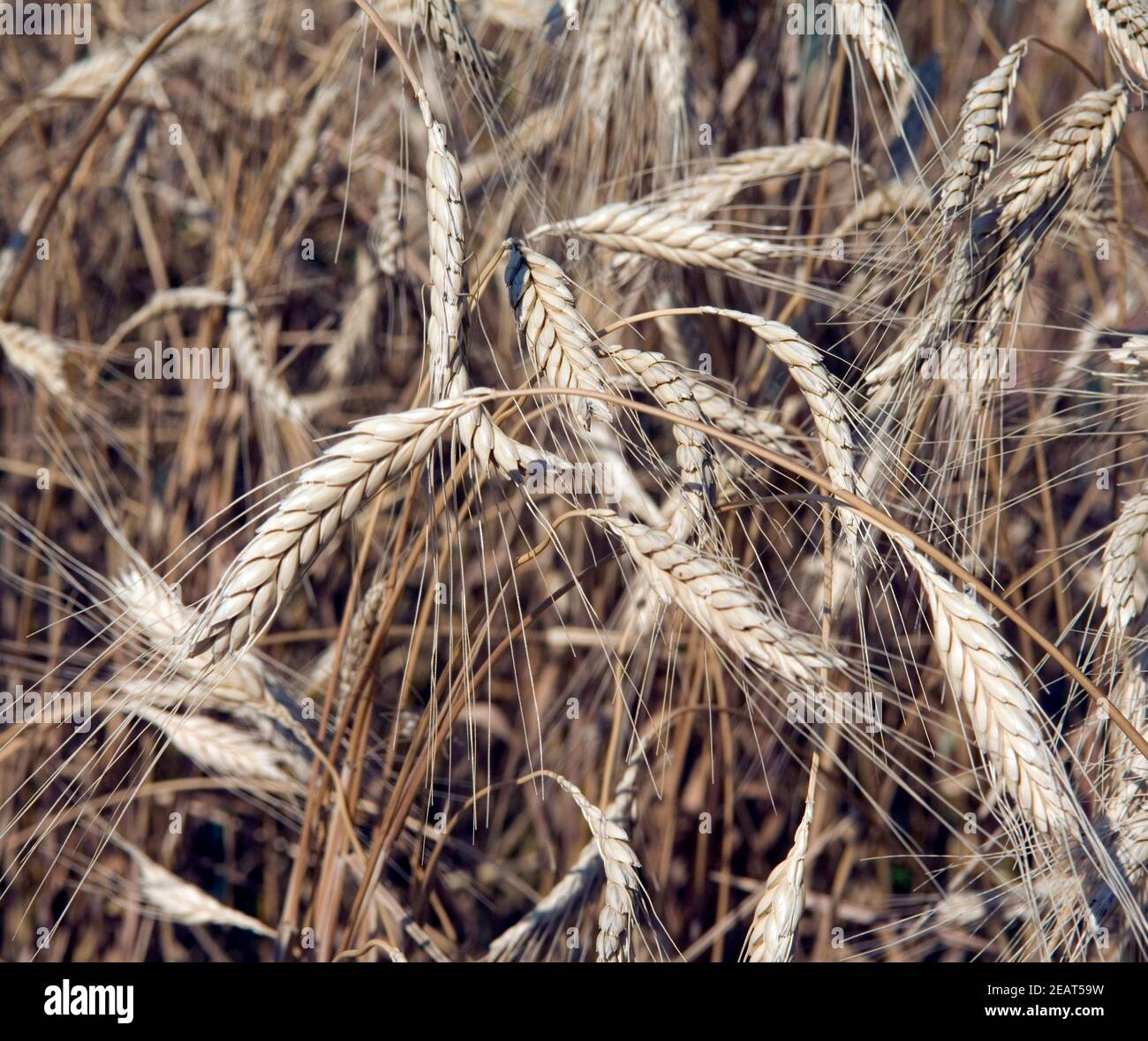 Emmer Foto Stock