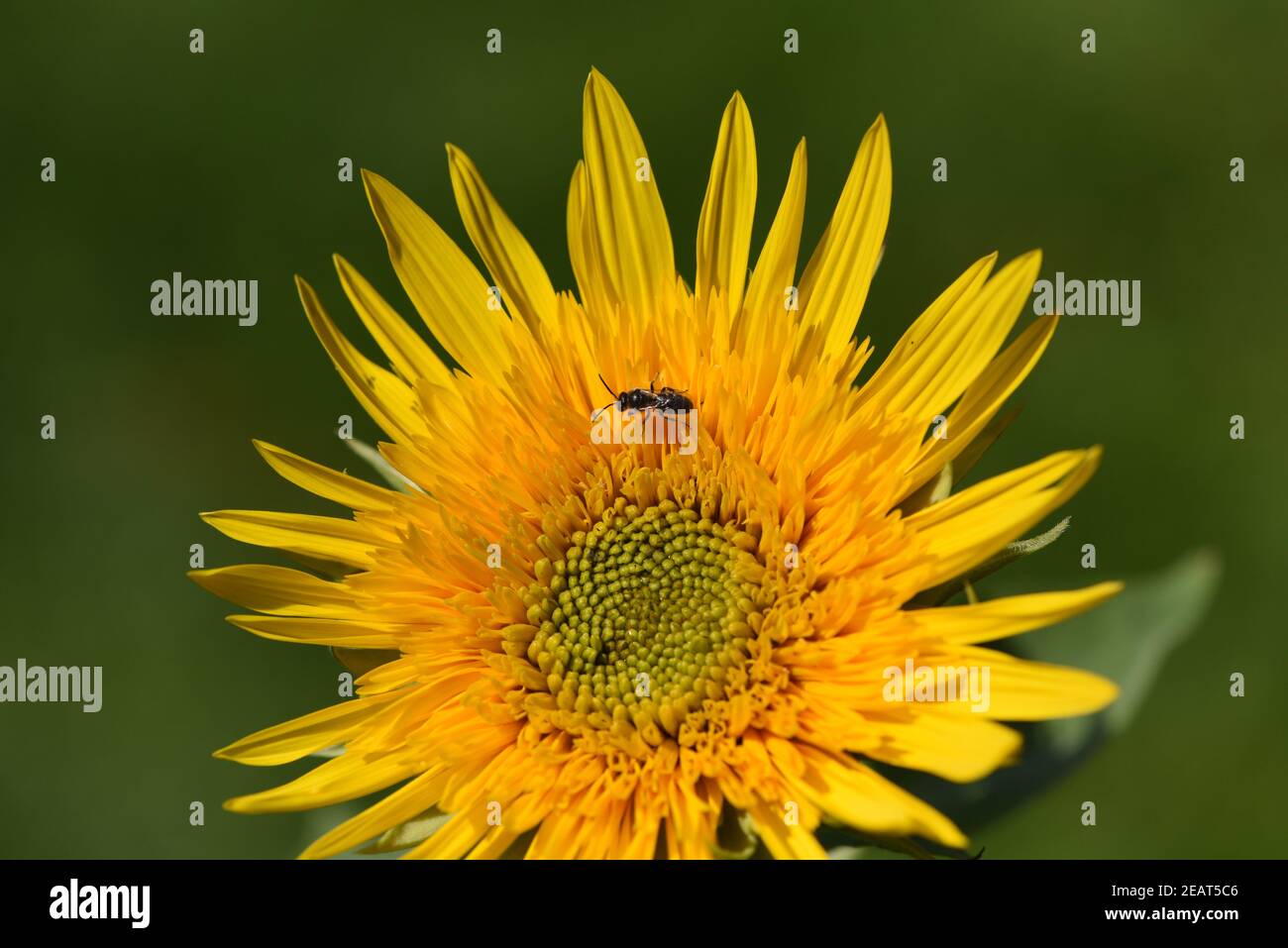Sonnenblume, Helianthus annuus, Foto Stock