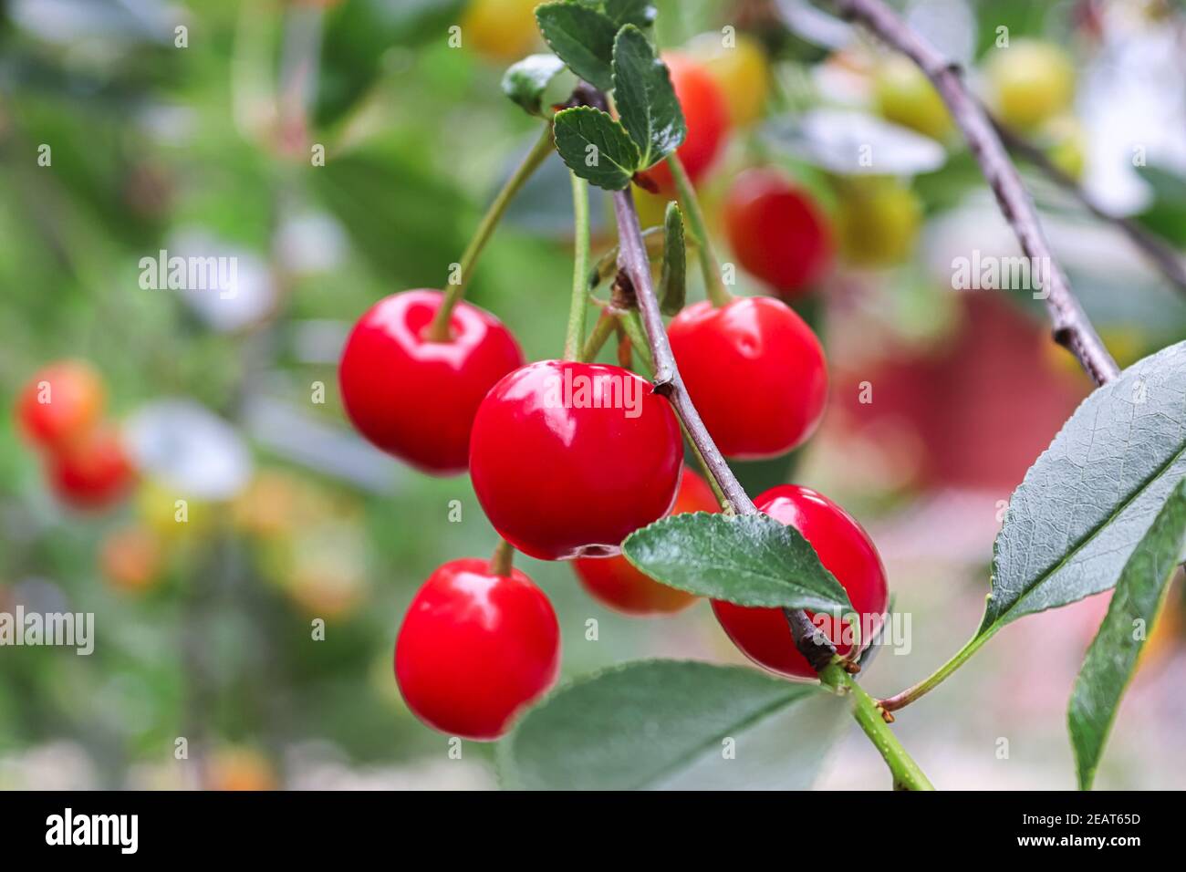 Primo piano di un grappolo di ciliegie acide rosse su un albero Foto Stock