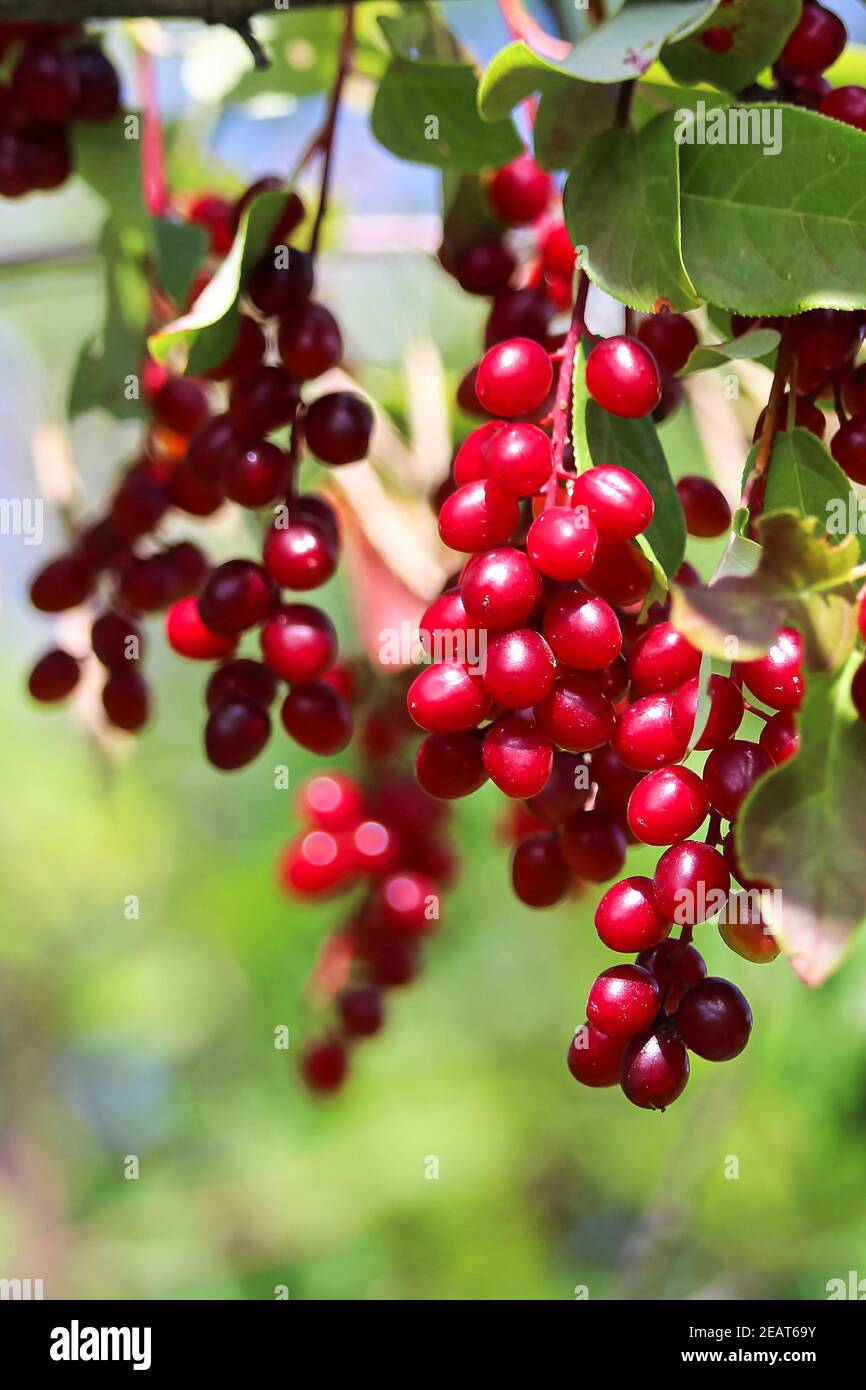 Macro di un grappolo di chokecherries rosso selvatico maturo. Foto Stock