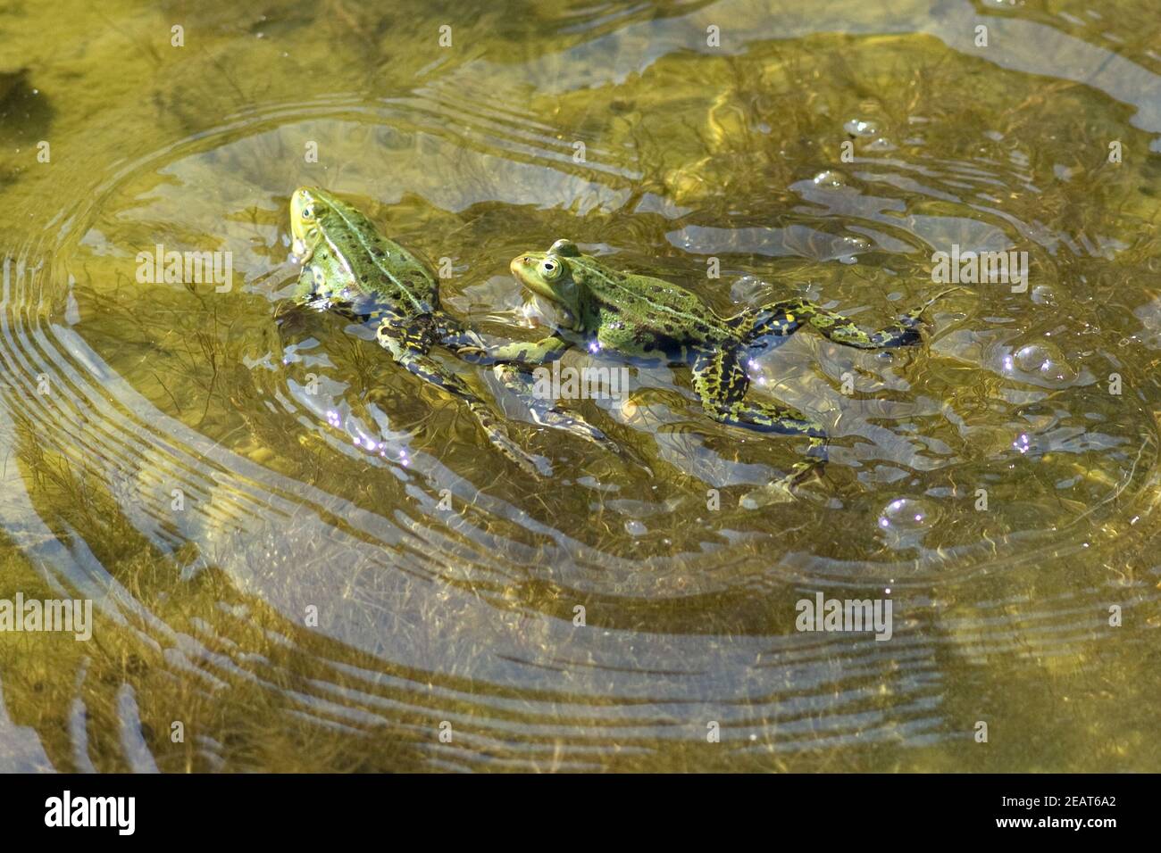 Wasserfroesche beim Laichen Foto Stock