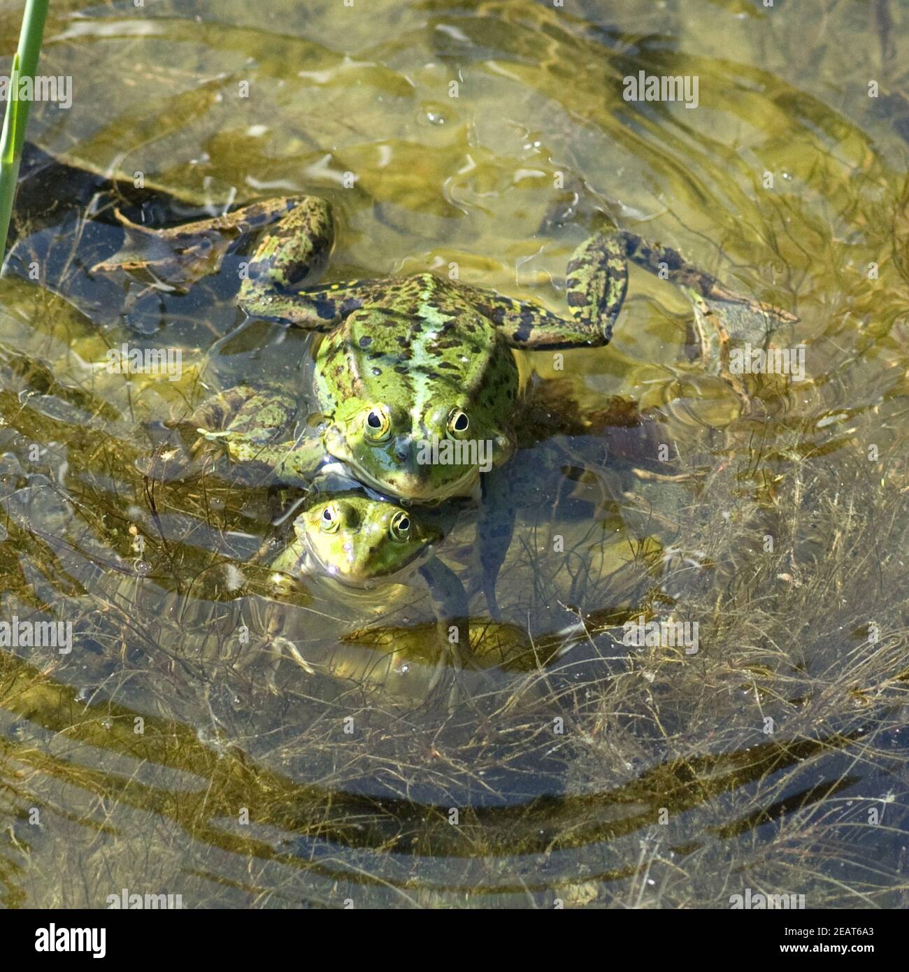 Wasserfroesche beim Laichen Foto Stock