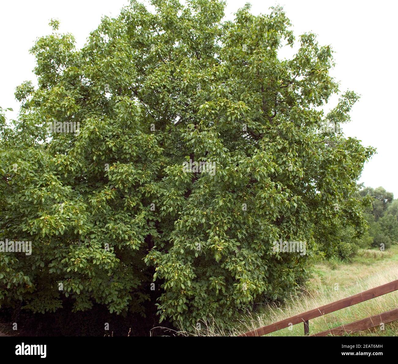 Walnussbaum Foto Stock