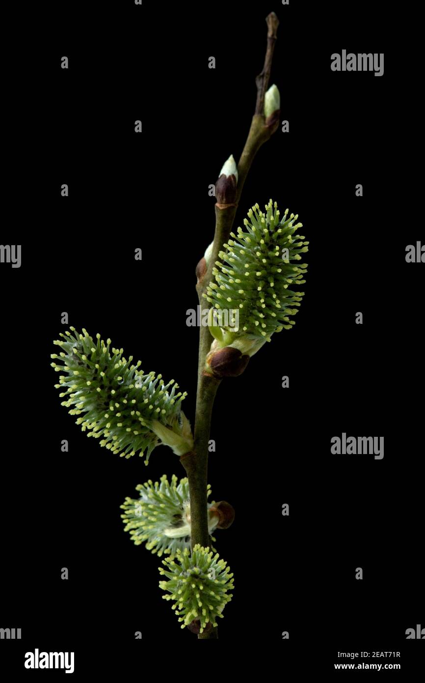 Weiblich, Weidenkaetzchen, Salix Bluete Foto Stock