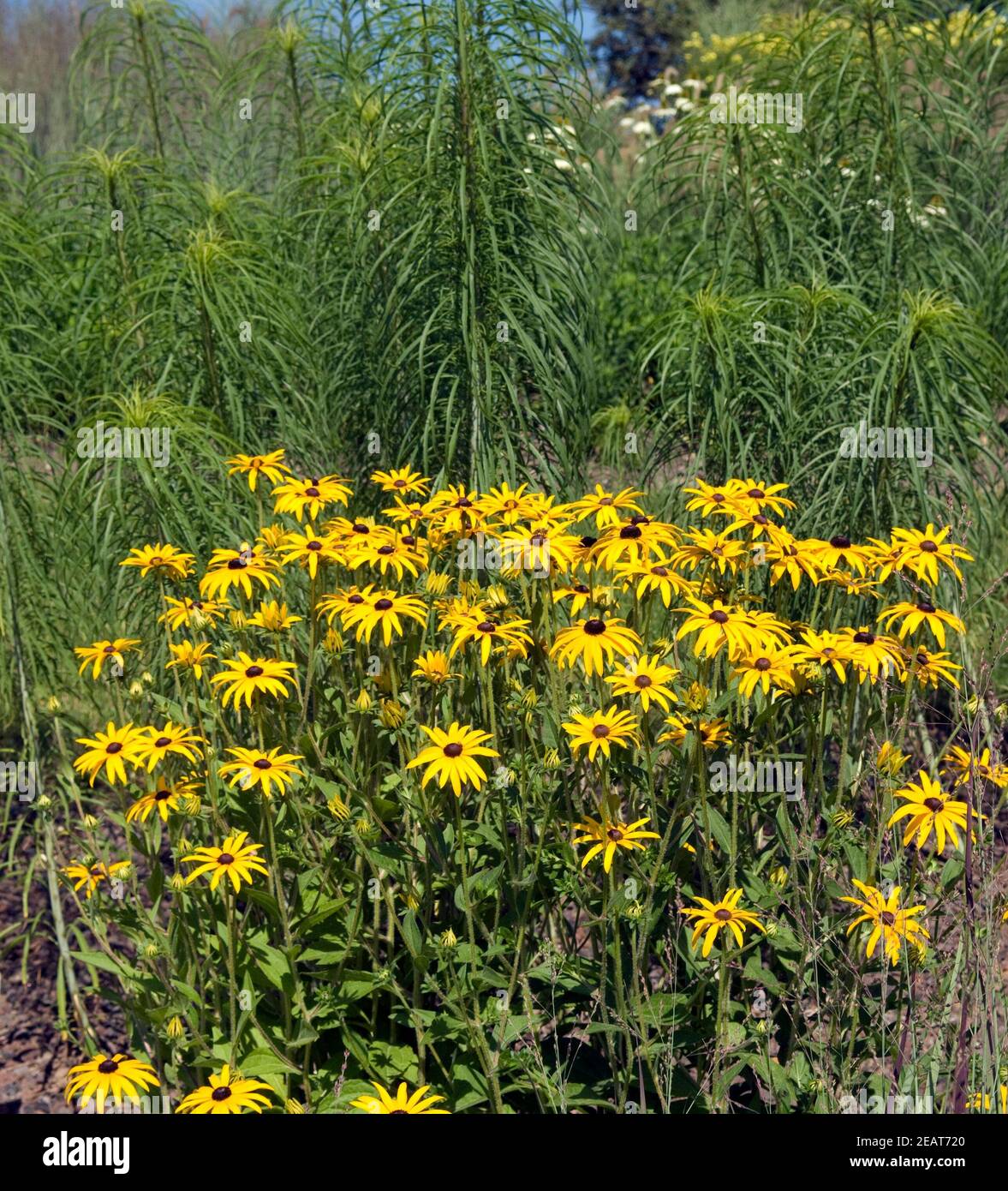 Weidenblaettrige Sonnenblume, Sonnenhut Foto Stock