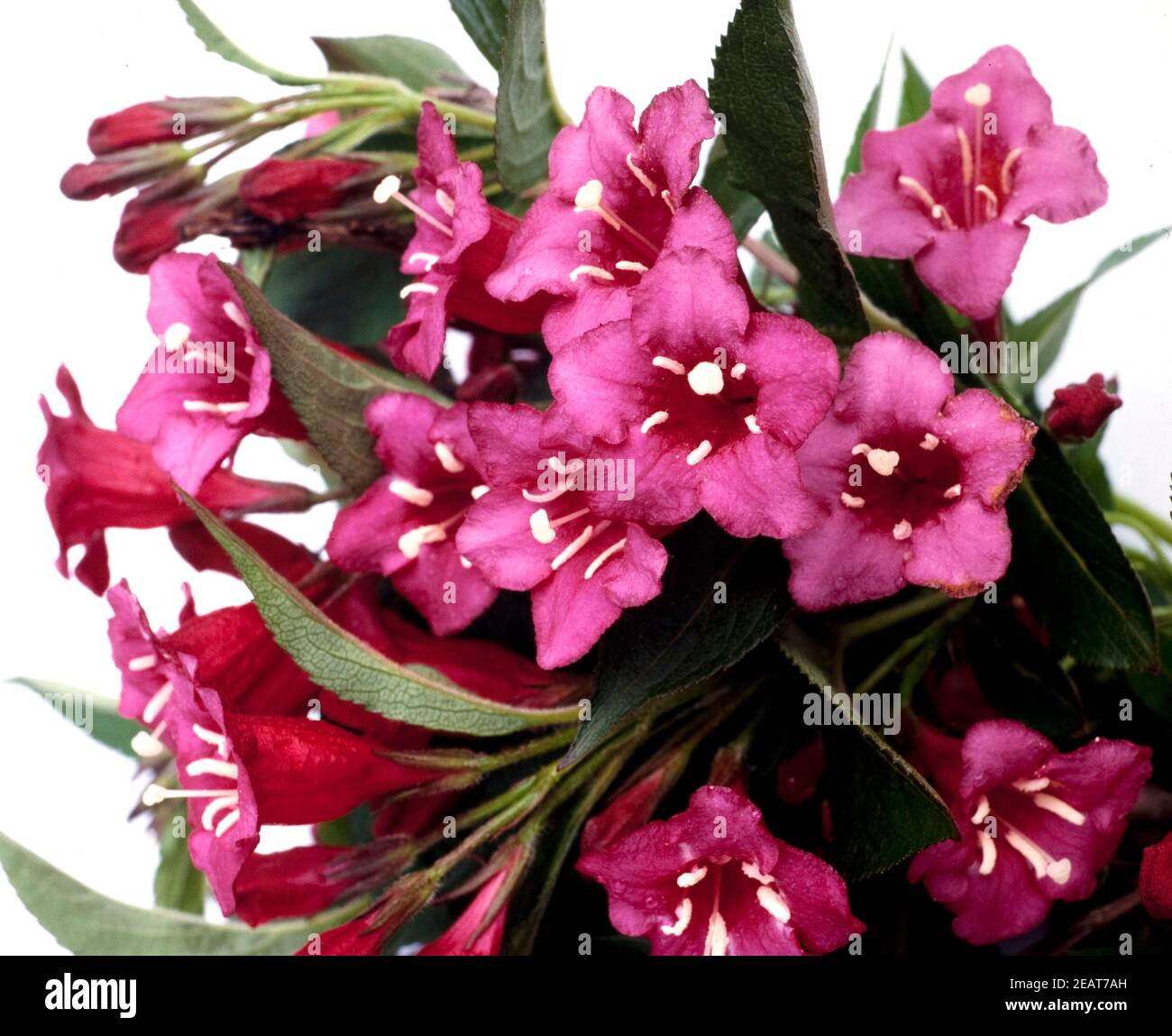 Weigelie, Weigela florida, Bristol Ruby Foto Stock