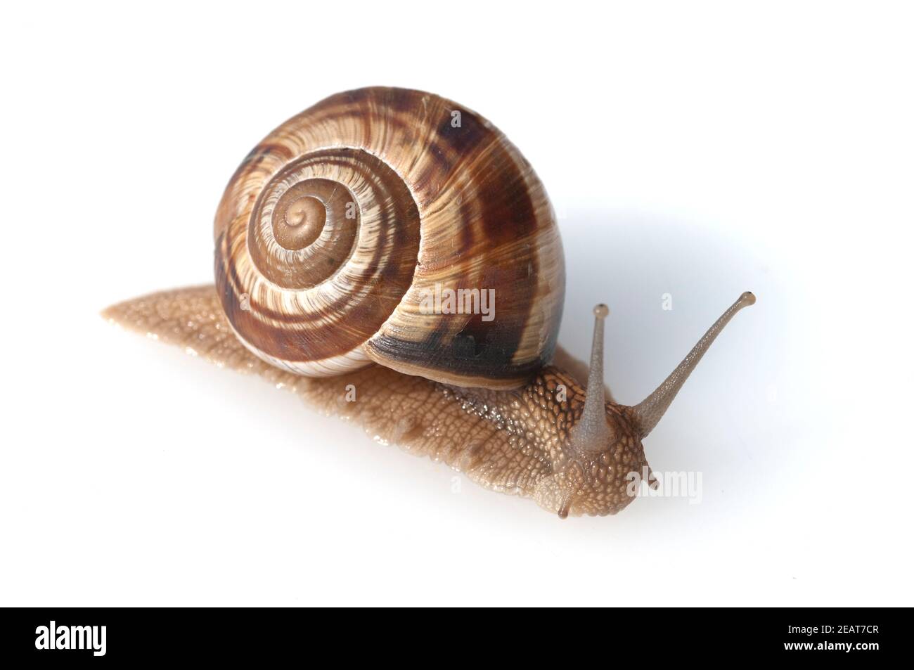 Weinbergschnecke, Helix pomatia, Foto Stock