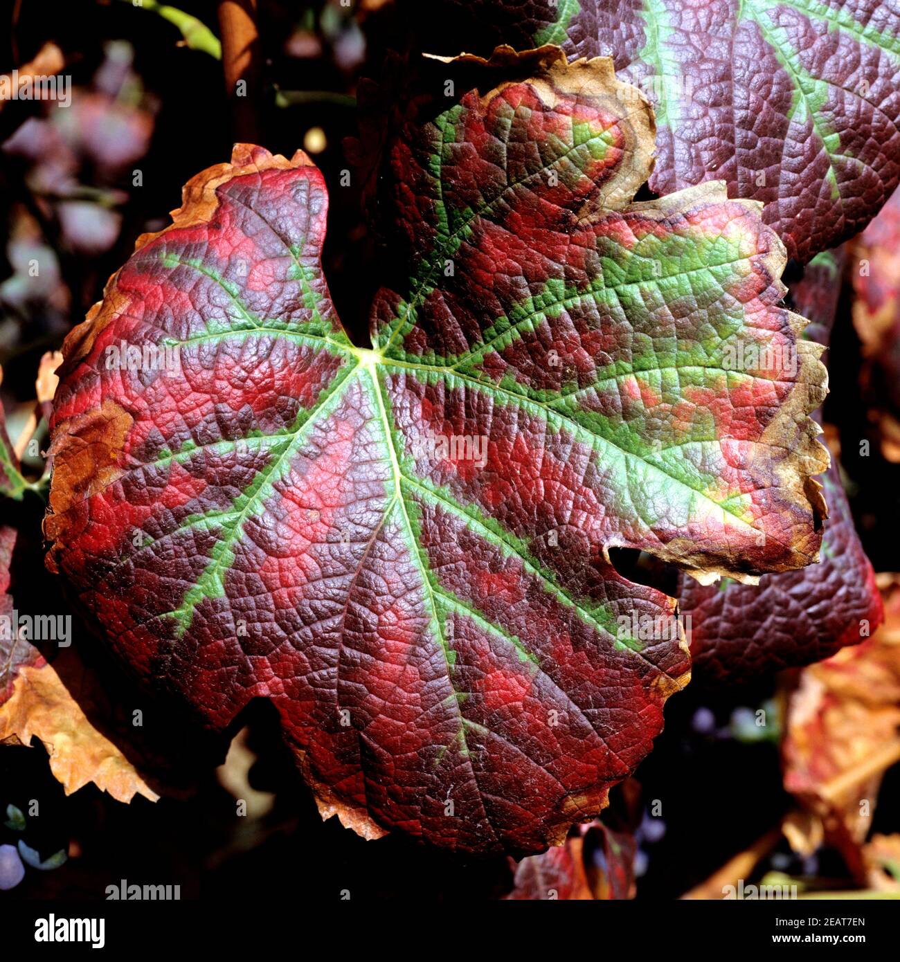 Weinblatt im Herbst Foto Stock