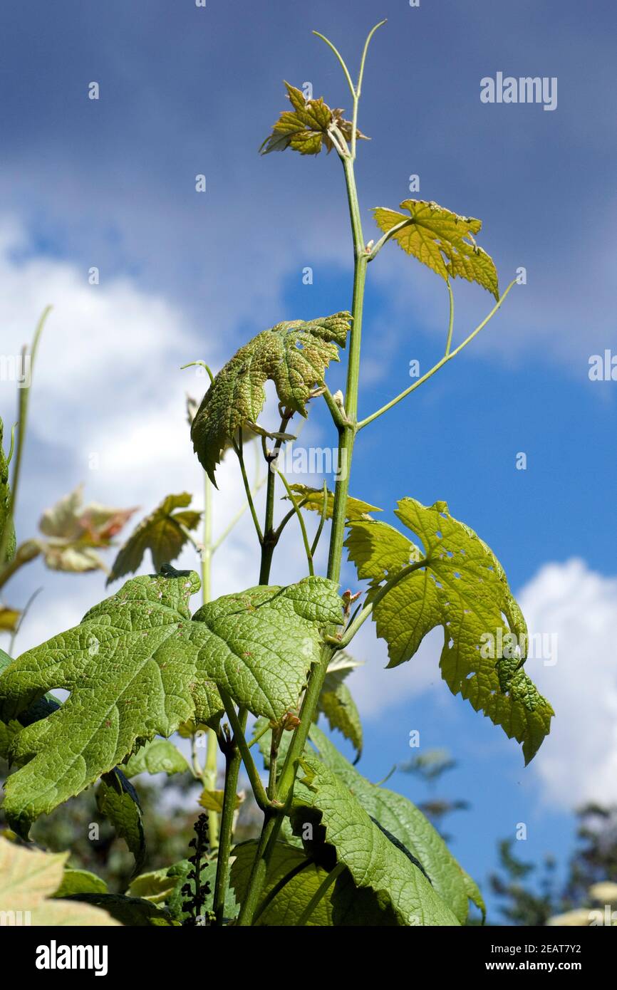 Weinblatt Weisser Wein Foto Stock