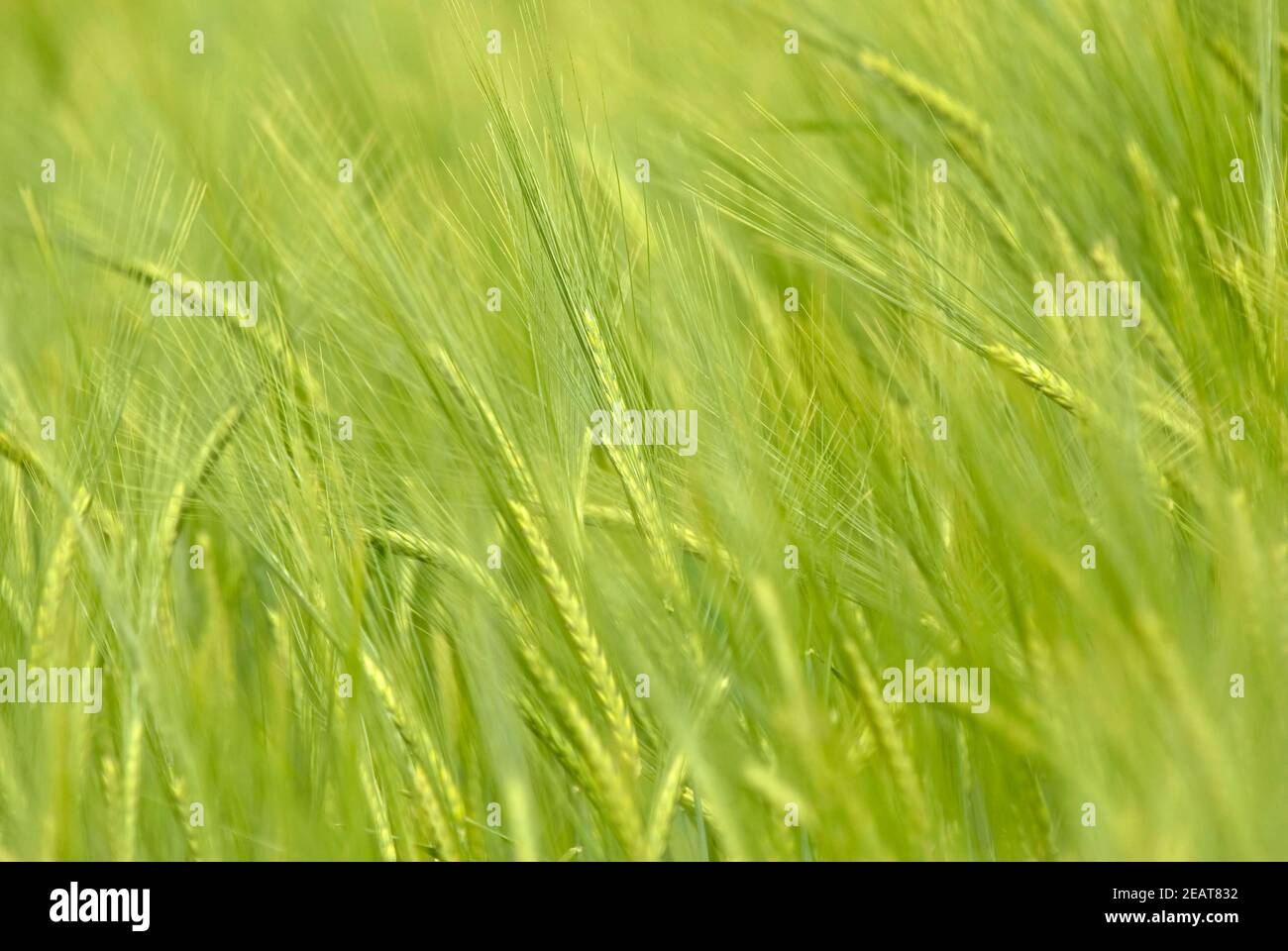 Campo di orzo, primo piano, profondità di campo molto bassa Foto Stock