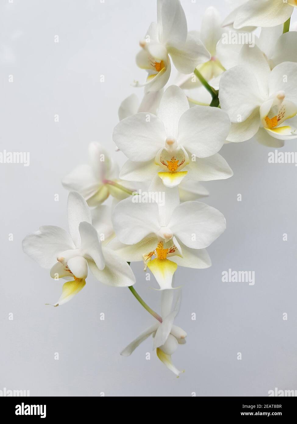 Weisse, Orchidee Blume Foto Stock