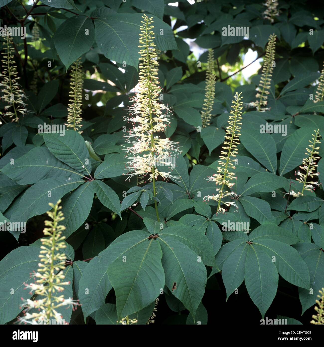 Strauch-Rosskastanie, Kastanie Aesculus parviflora Foto Stock