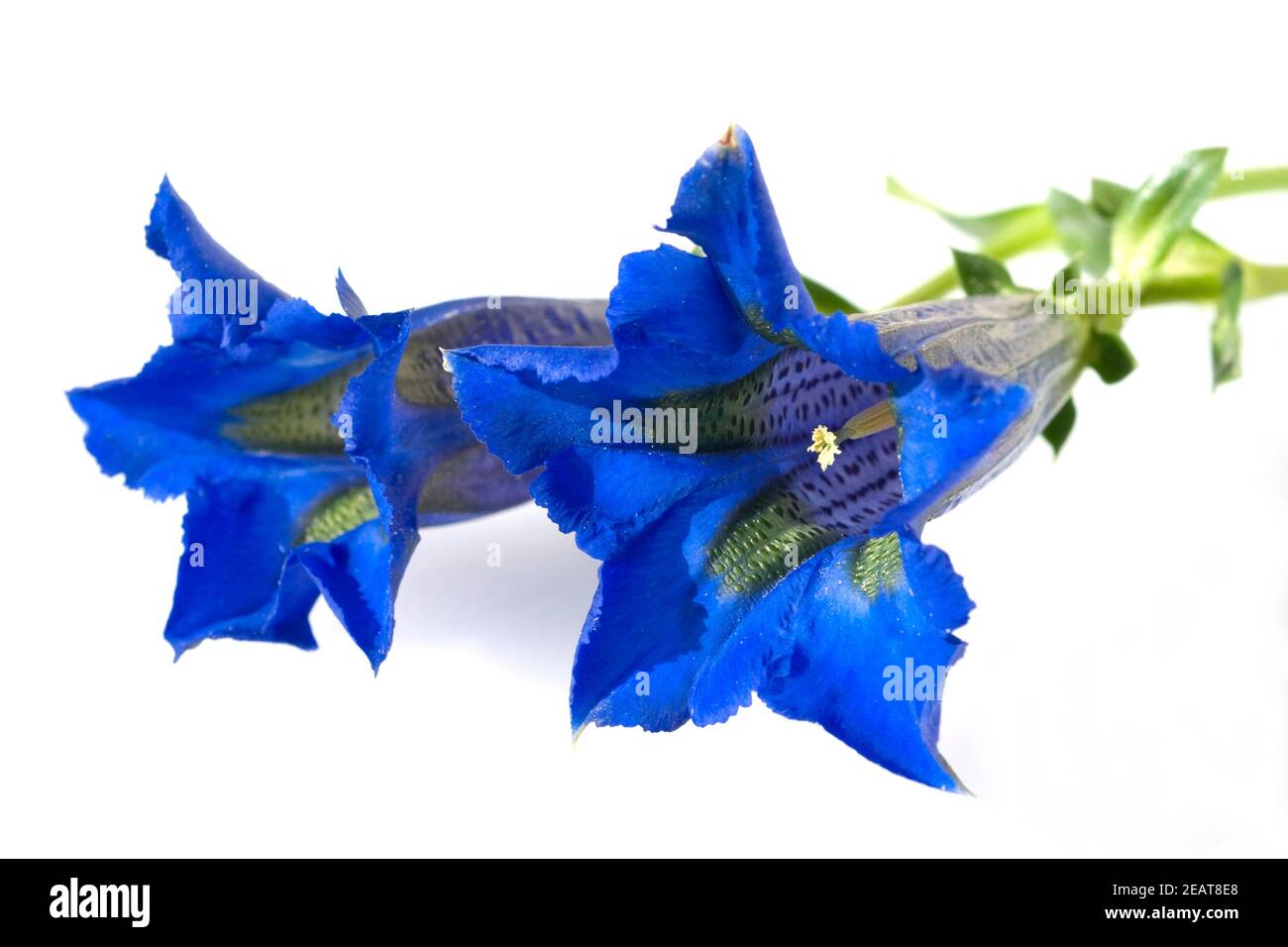 Enzian, Gentiana, acaulis Foto Stock