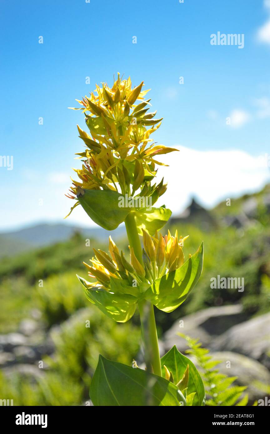 Magnifica pianta di montagna, tipo Gentiana o Gentiana. Usato per fare l'alcool di pianta o la pianta medicinale. Foto Stock