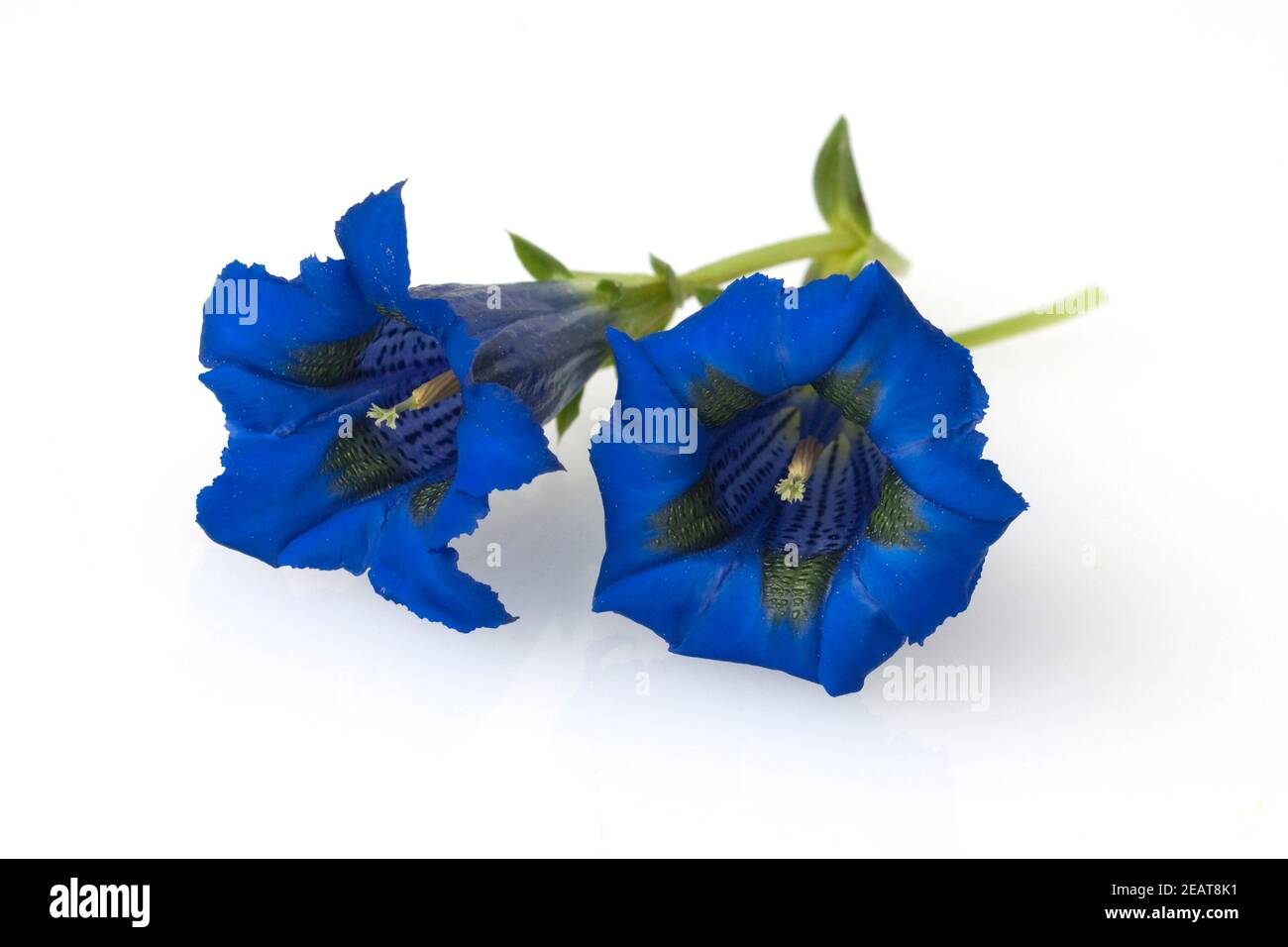 Enzian gentile acaulis Foto Stock