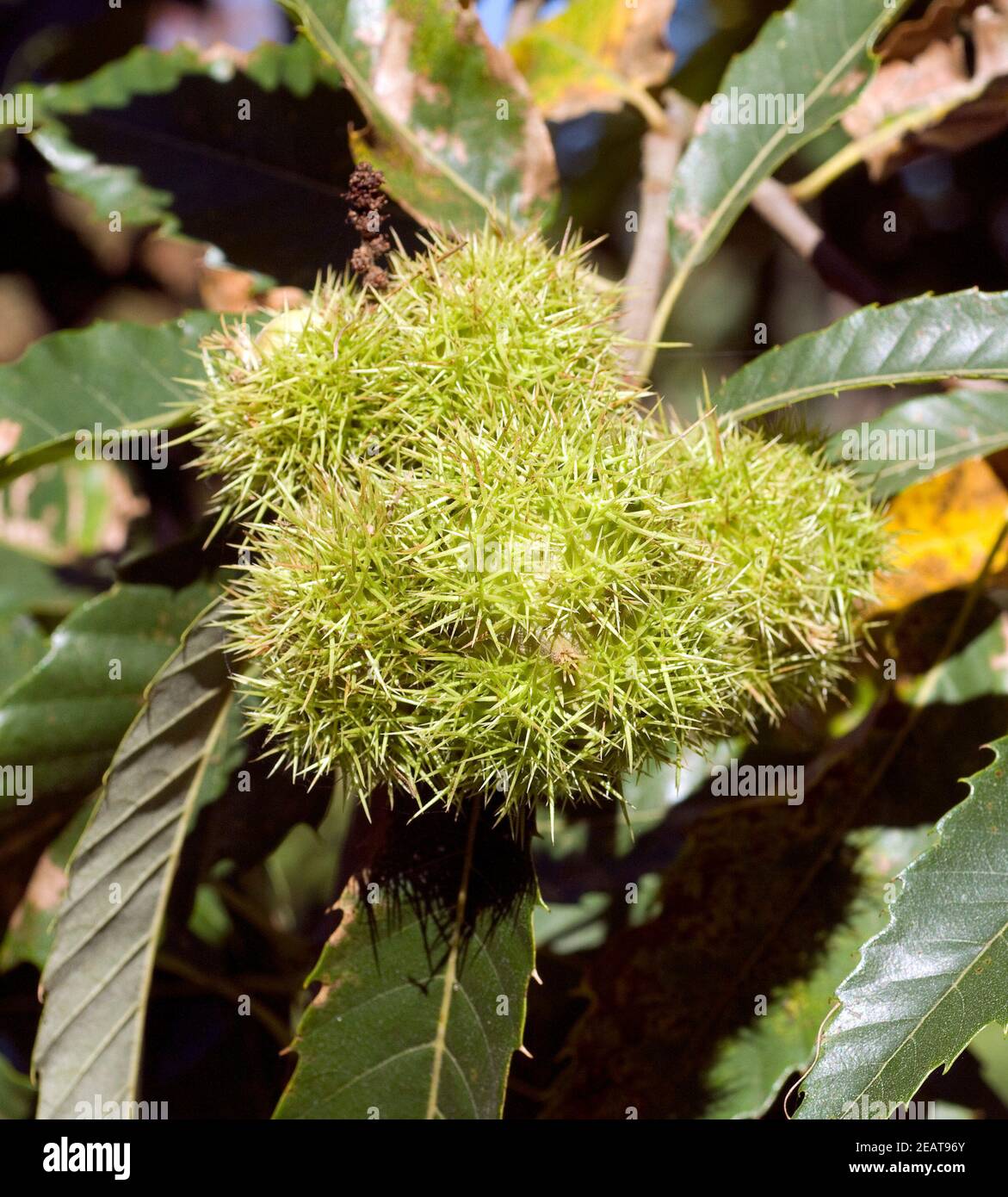 Esskastanien, Edelkastanie, Castanea sativa Foto Stock